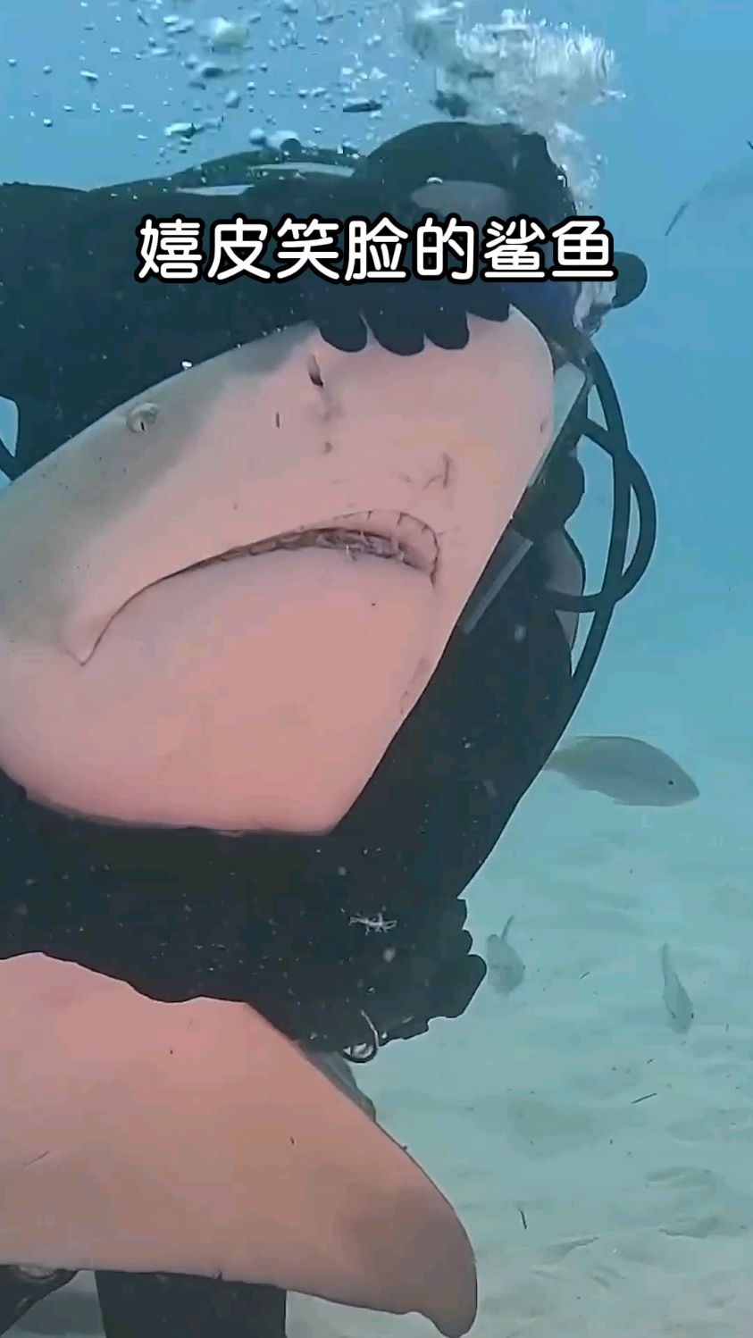 嬉皮笑脸求摸头的鲨鱼，柠檬鲨！