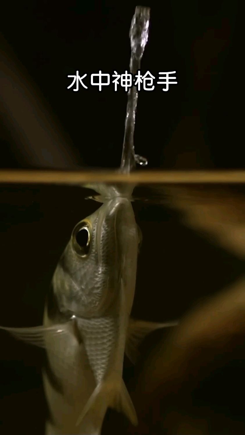鱼界弹道大师，射水鱼！