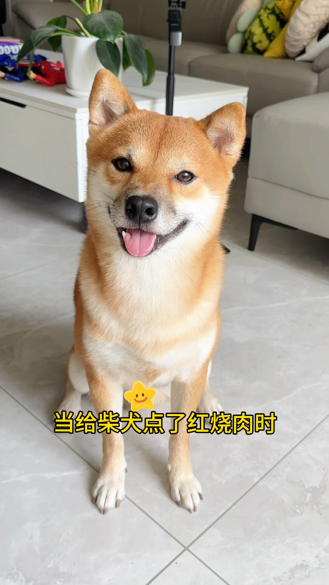 当给柴犬点了红烧肉外卖时!