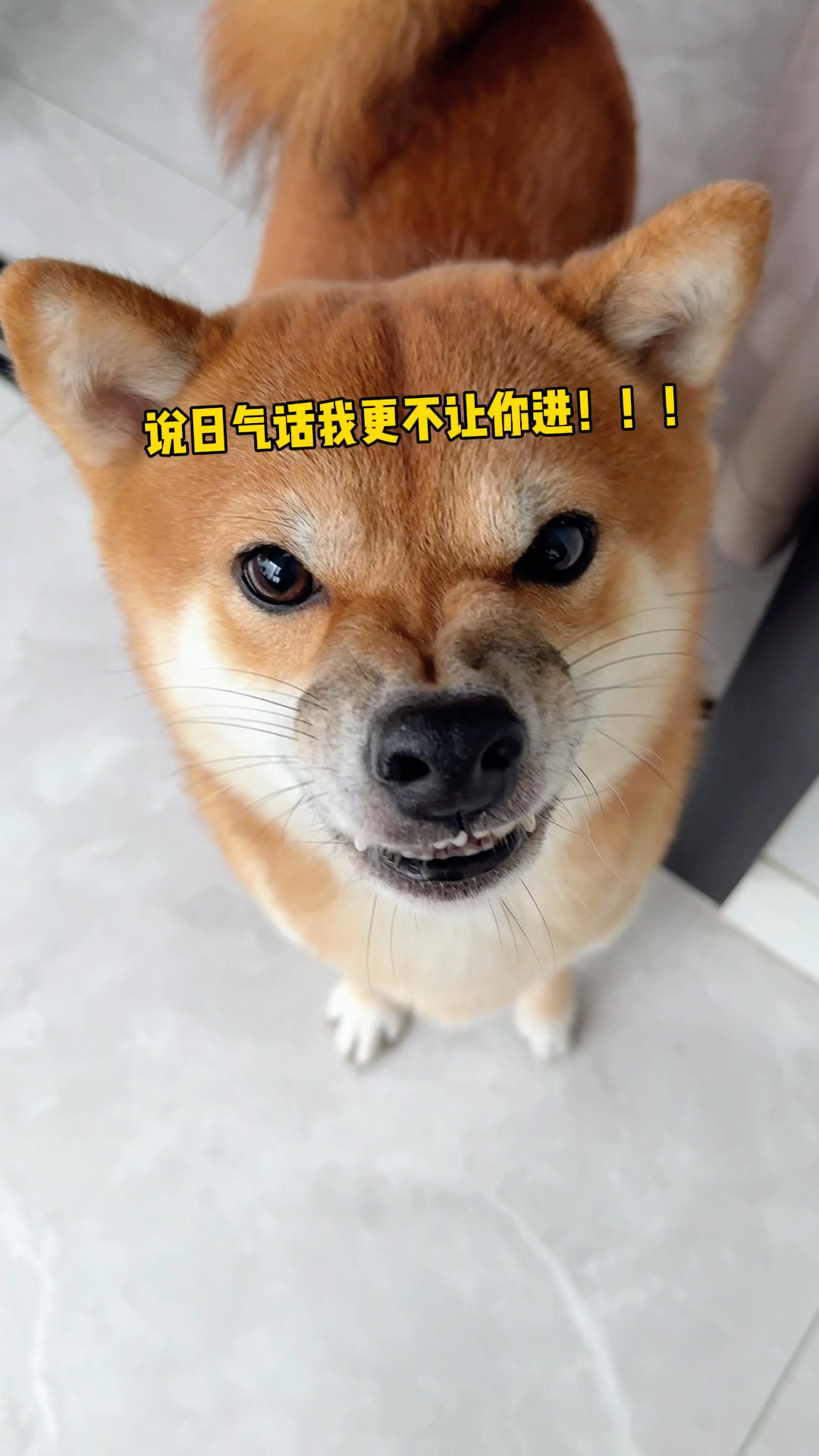 柴犬:小小表演手拿把掐!