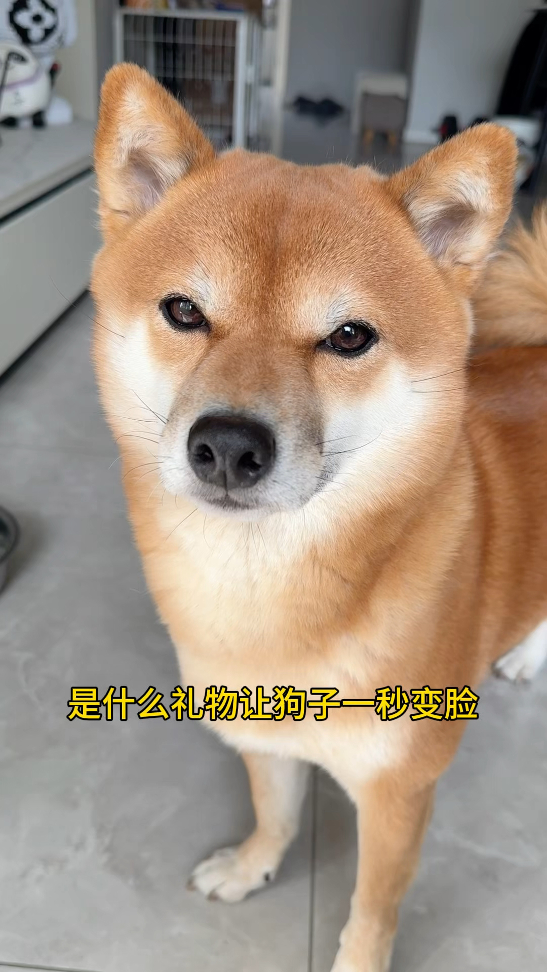 是什么礼物让狗子一秒变脸?