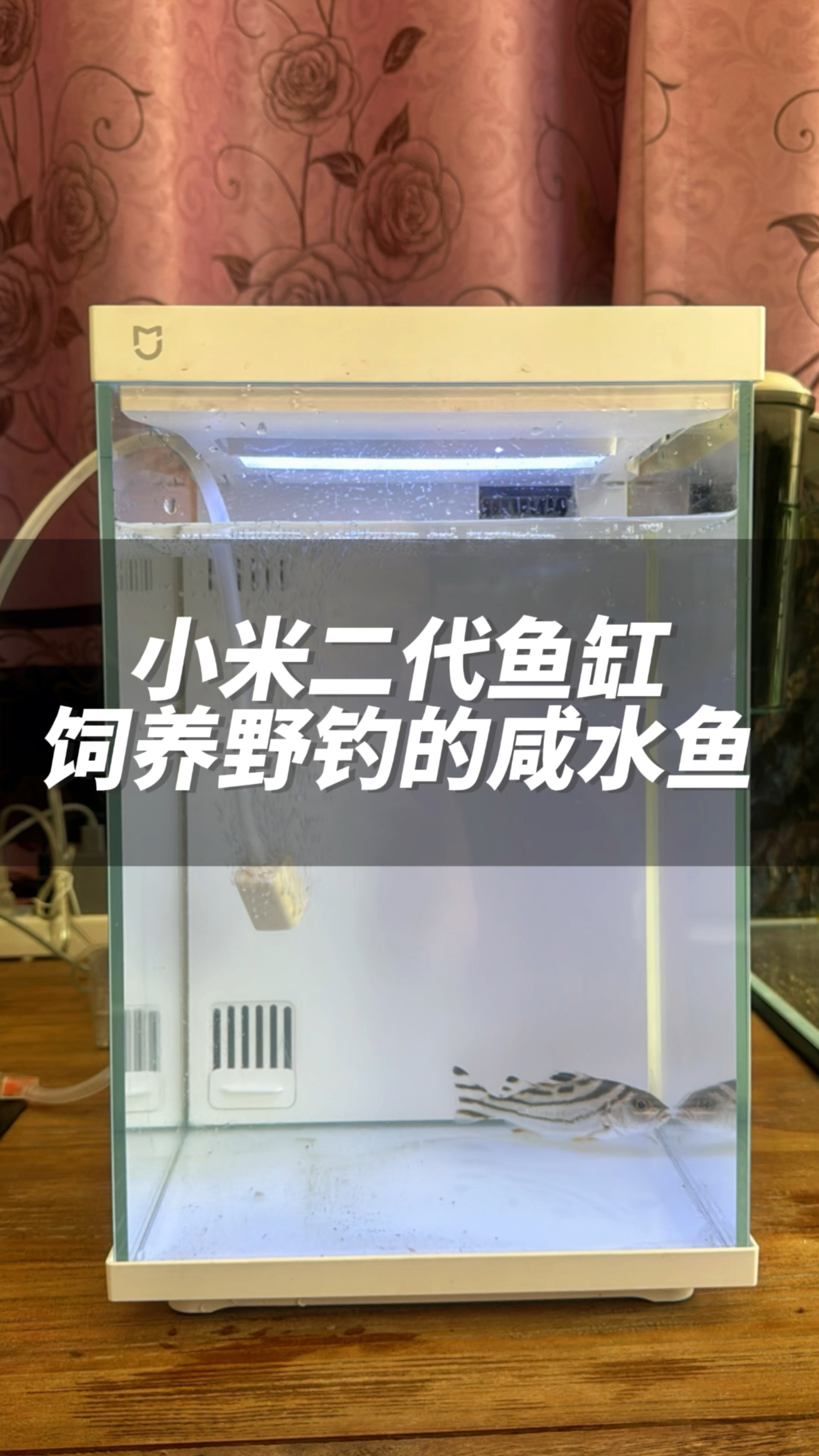 小米2代鱼缸饲养野钓的海水鱼能不能养活呢?
