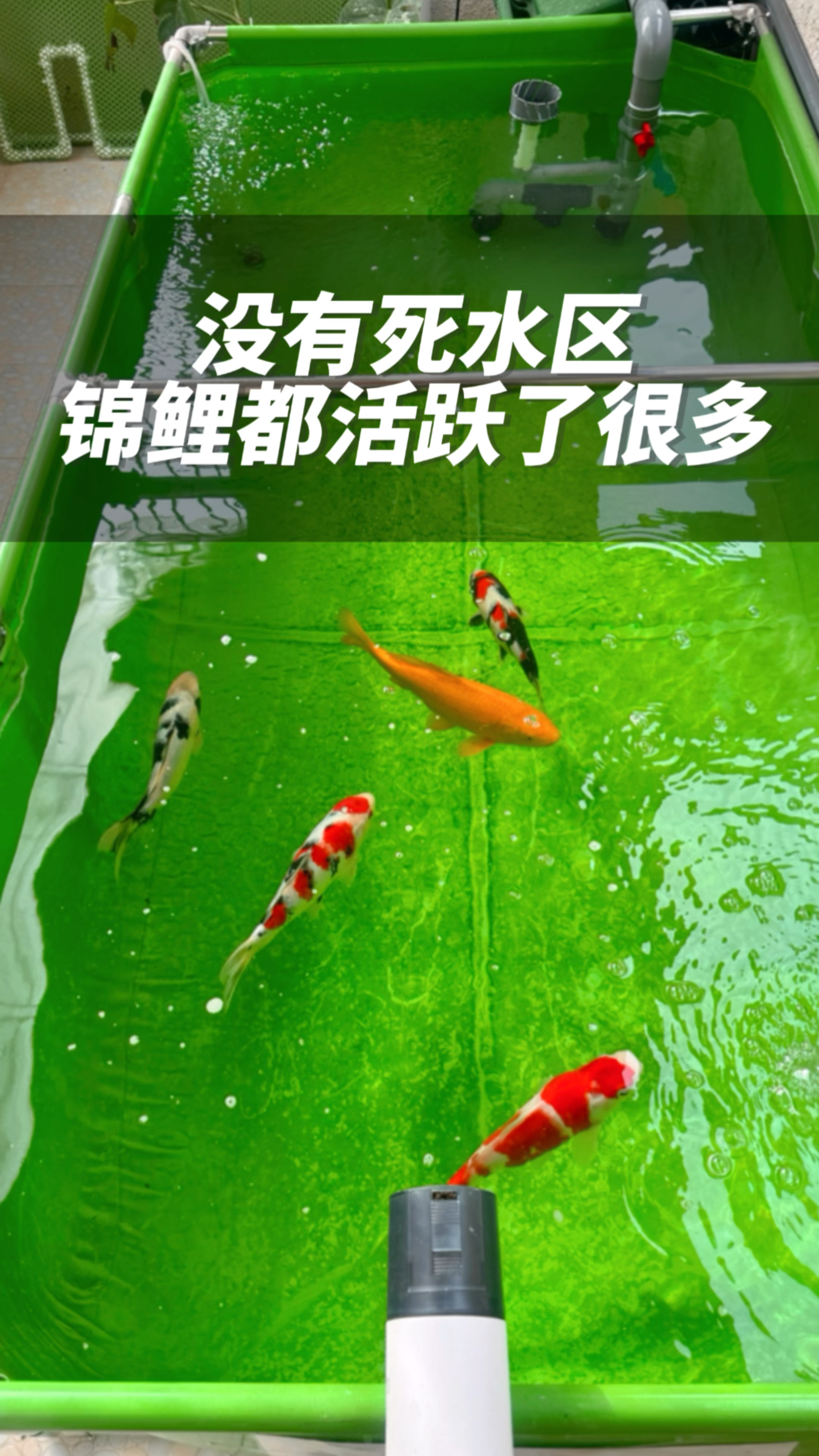 帆布池养锦鲤,这样优化鱼池就没有死水区了