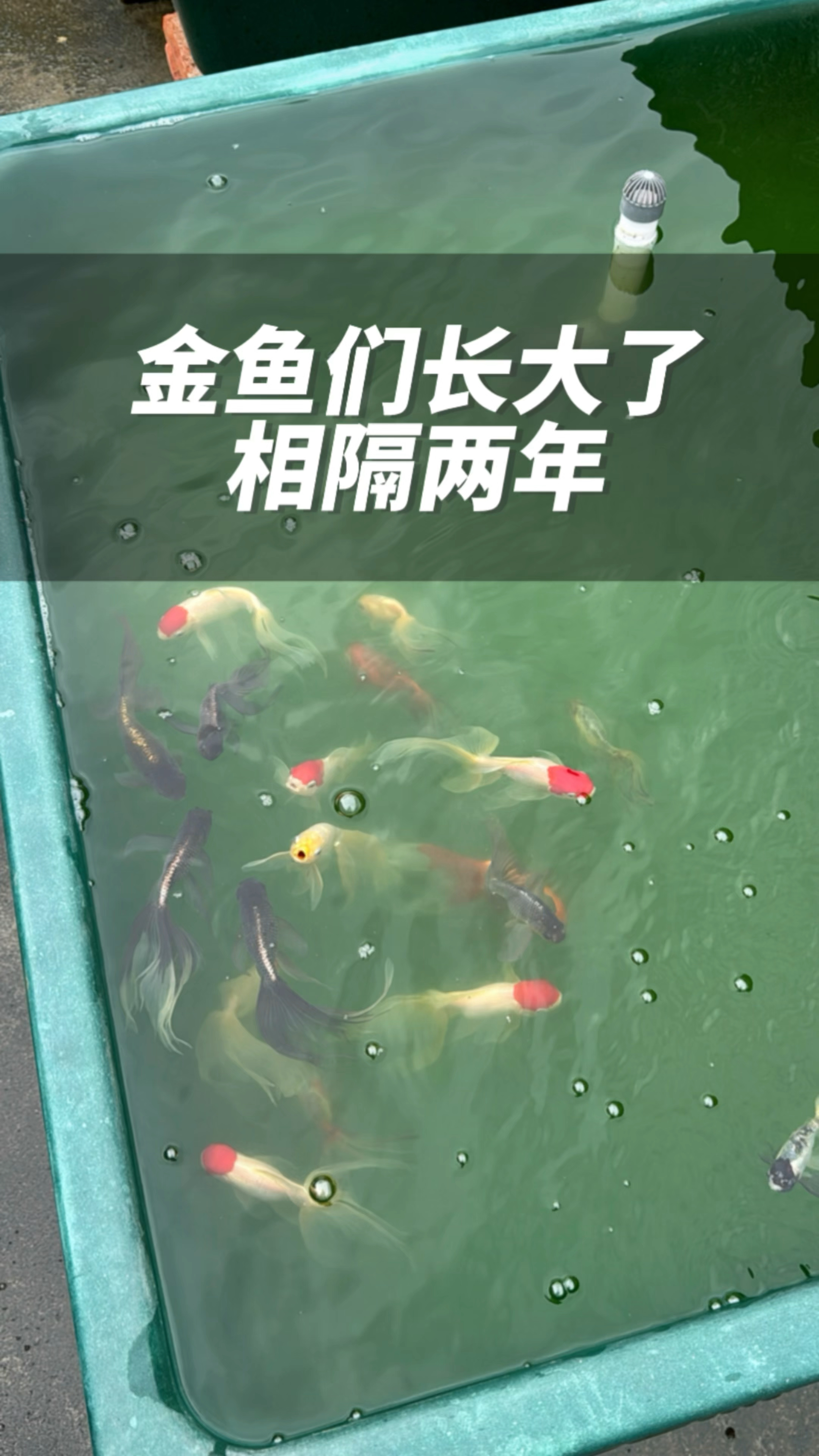 还记得我两年前发的柳鹤丹凤珍珠金鱼的视频吗?他们长大了!