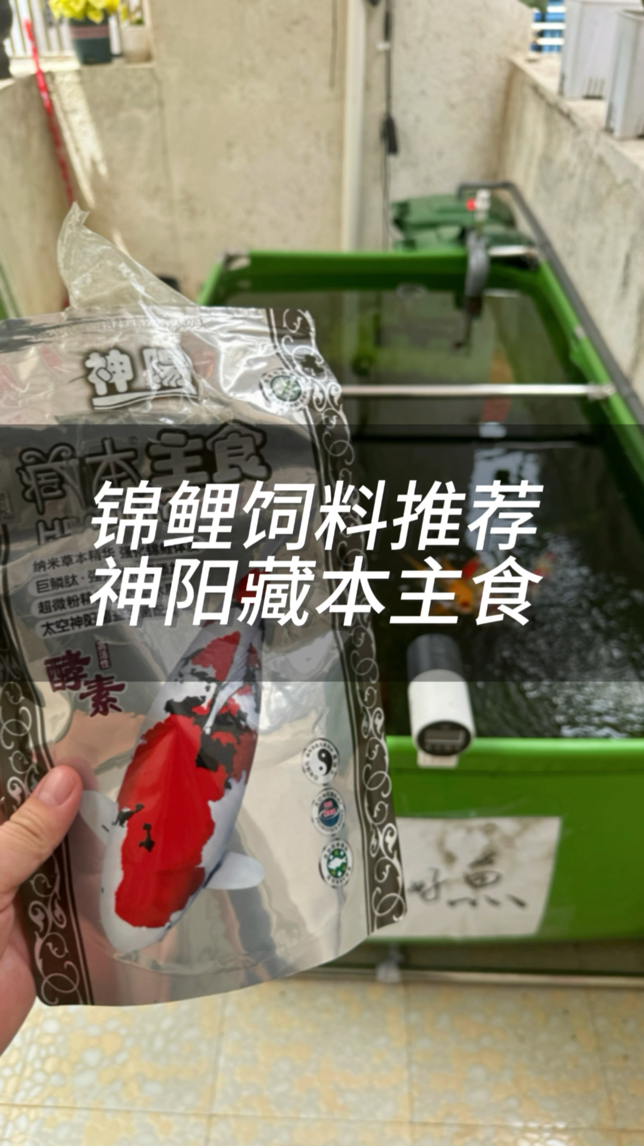 便宜又健康的锦鲤饲料推荐,神阳藏本主食可以当锦鲤主粮