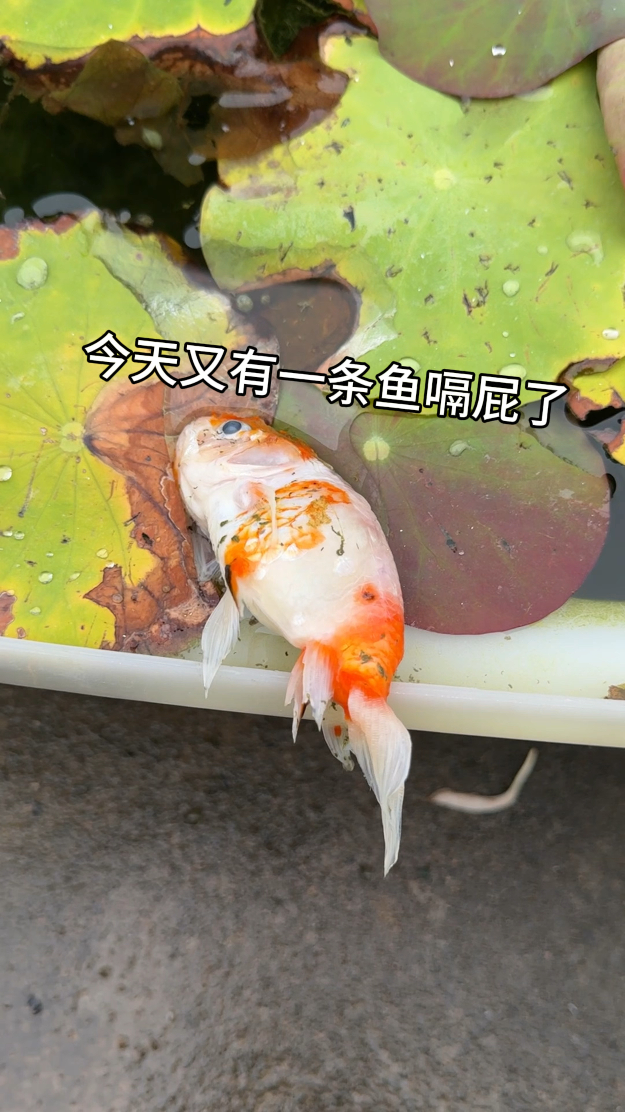 到底是什么动物喜欢玩弄我的金鱼