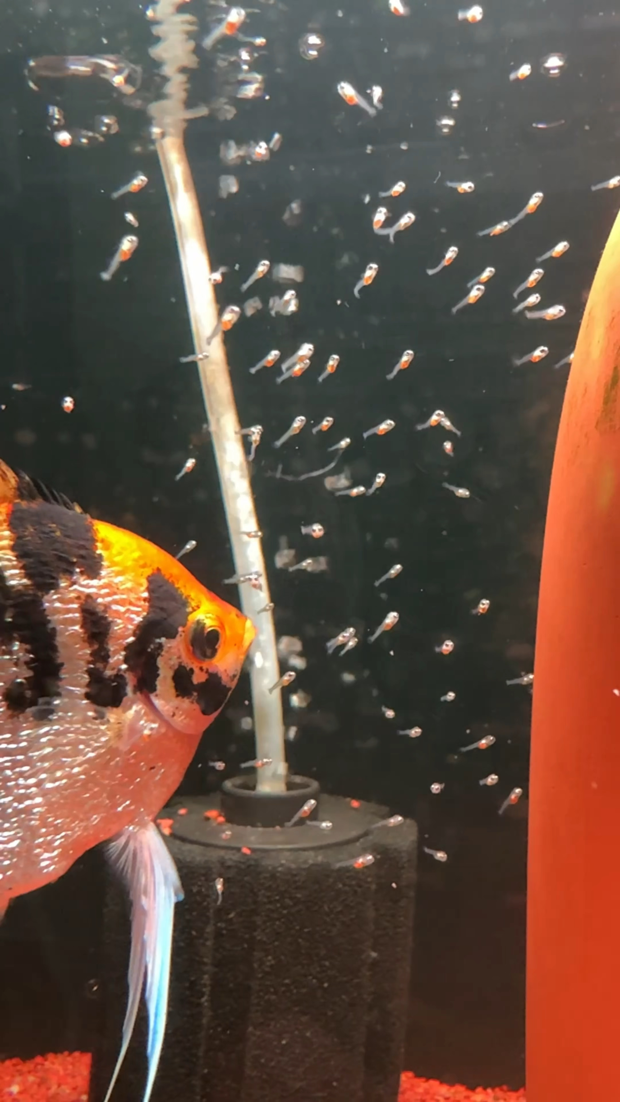 神仙鱼繁殖的全过程就很酷