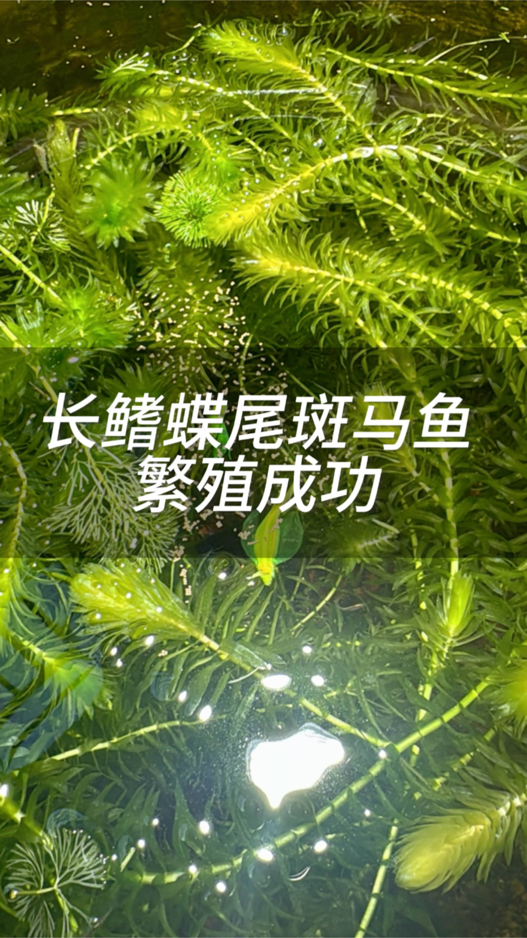 阿正终于繁殖出长鳍蝶翼斑马鱼了!