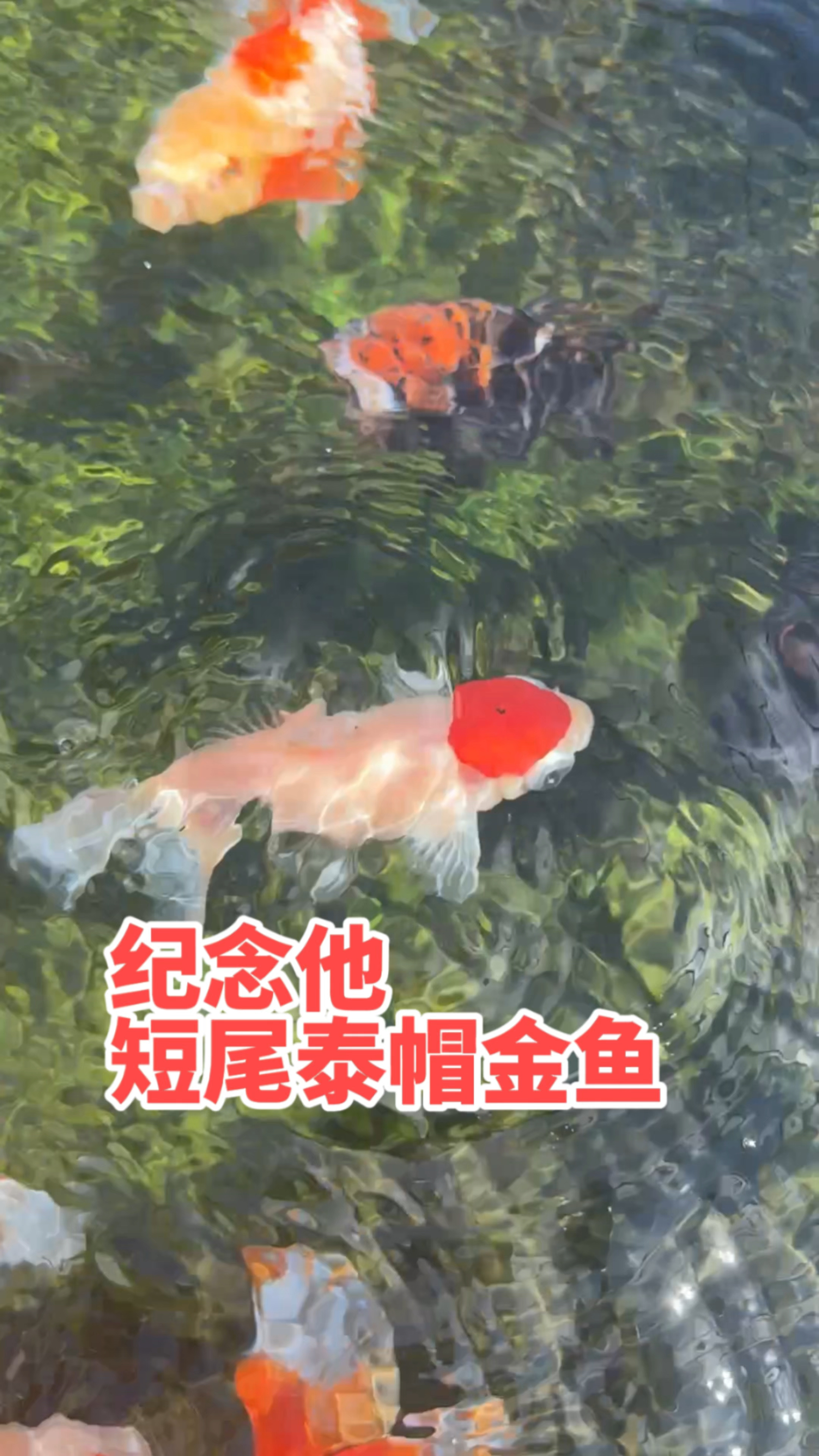 短尾泰帽金鱼是阿正的最爱