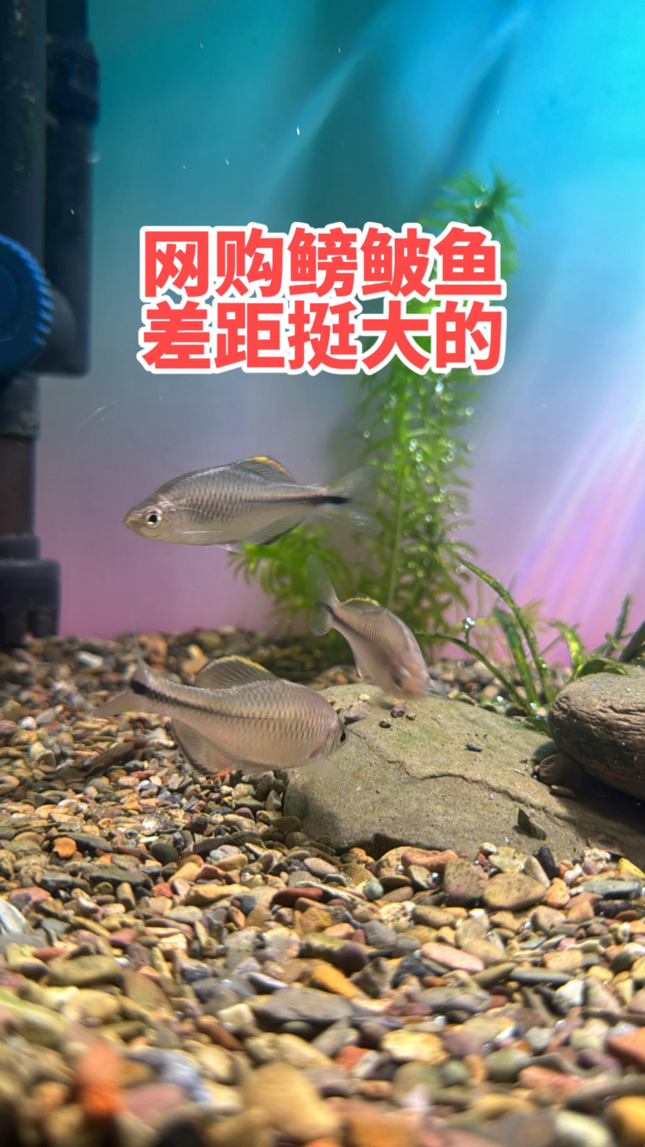 网购的鳑鲏鱼能不能养活呢？