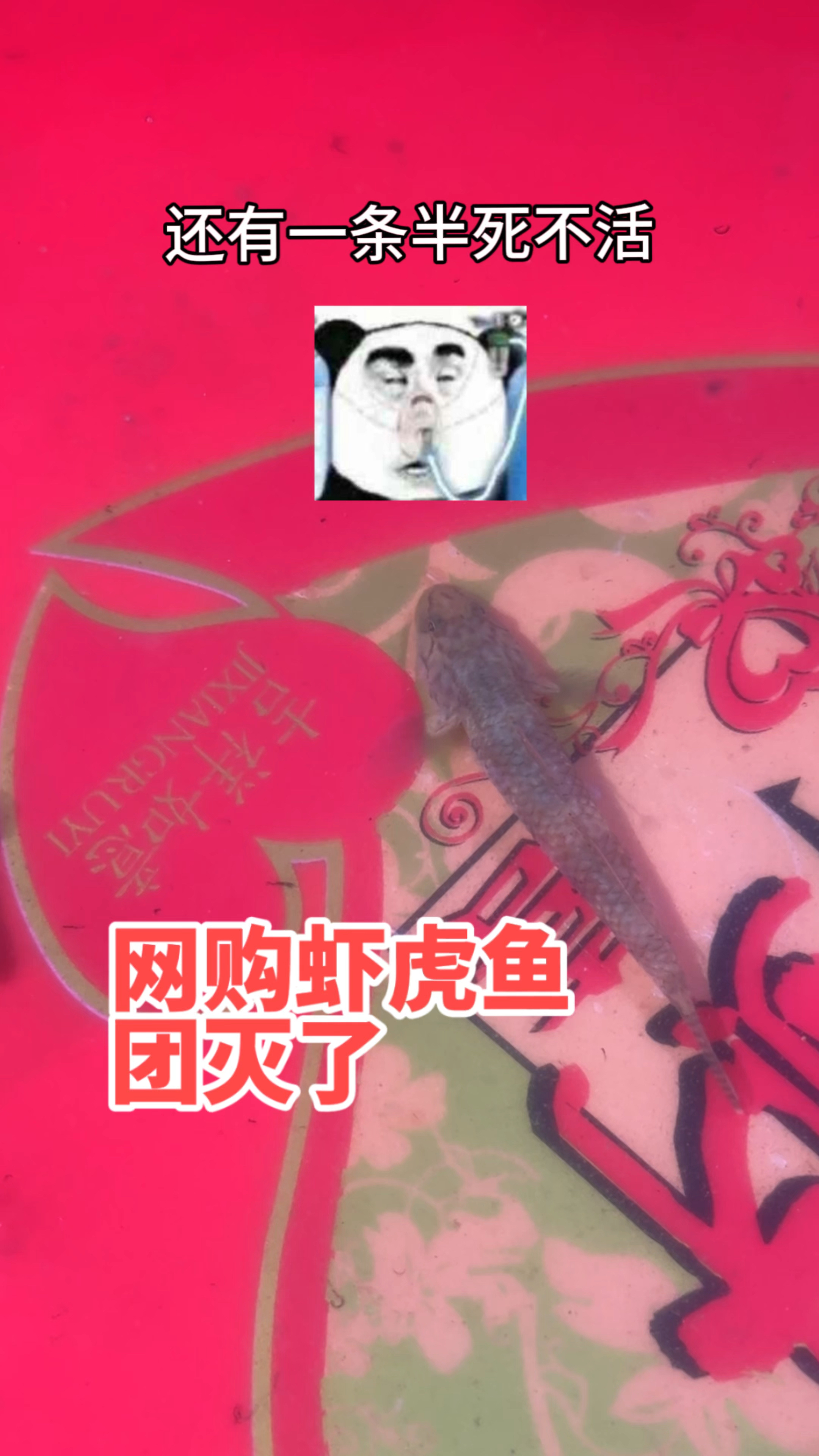 网购三条虾虎鱼,收到一袋鱼汤