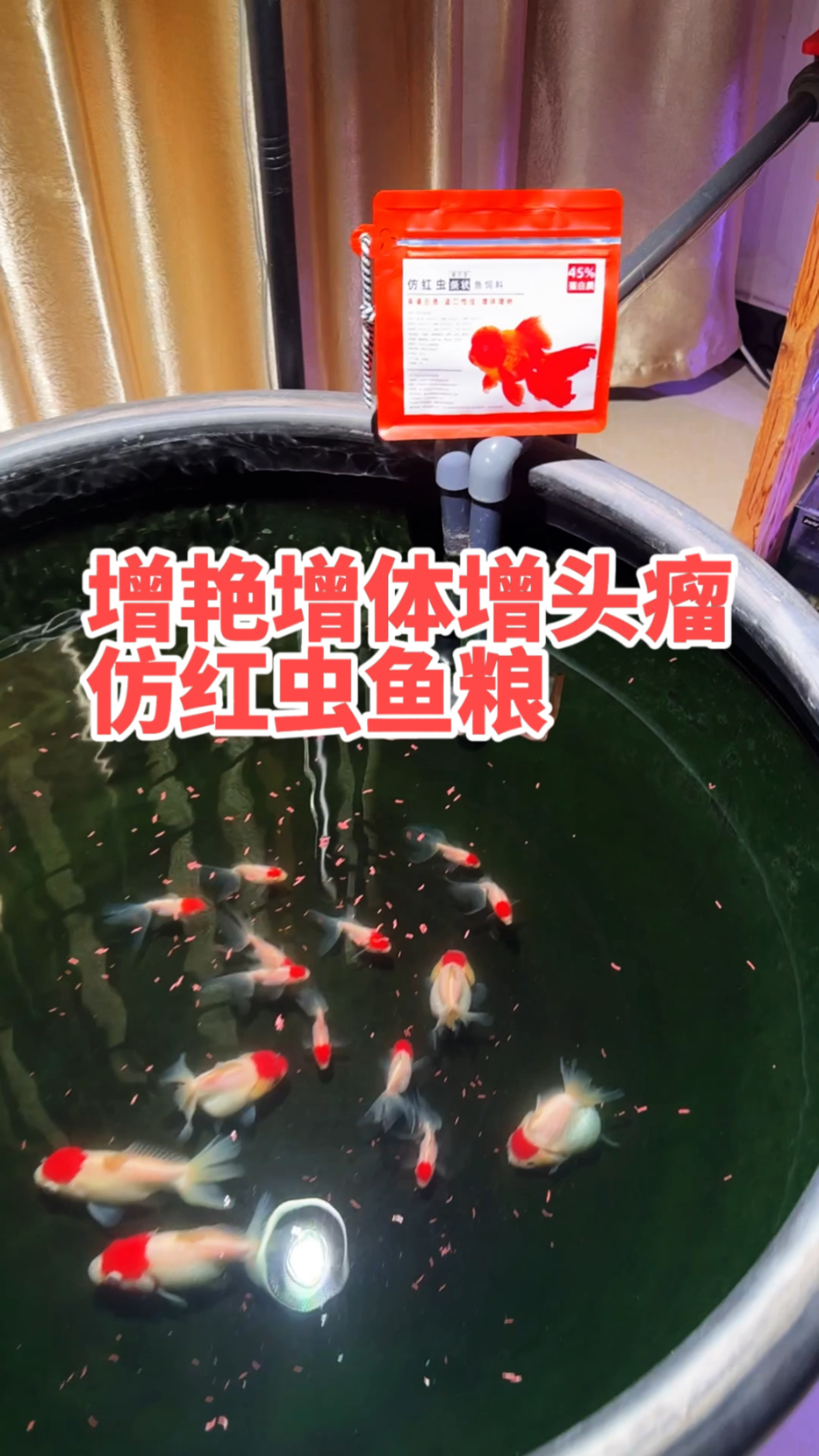 养一群不同品种的红顶金鱼一定很有趣