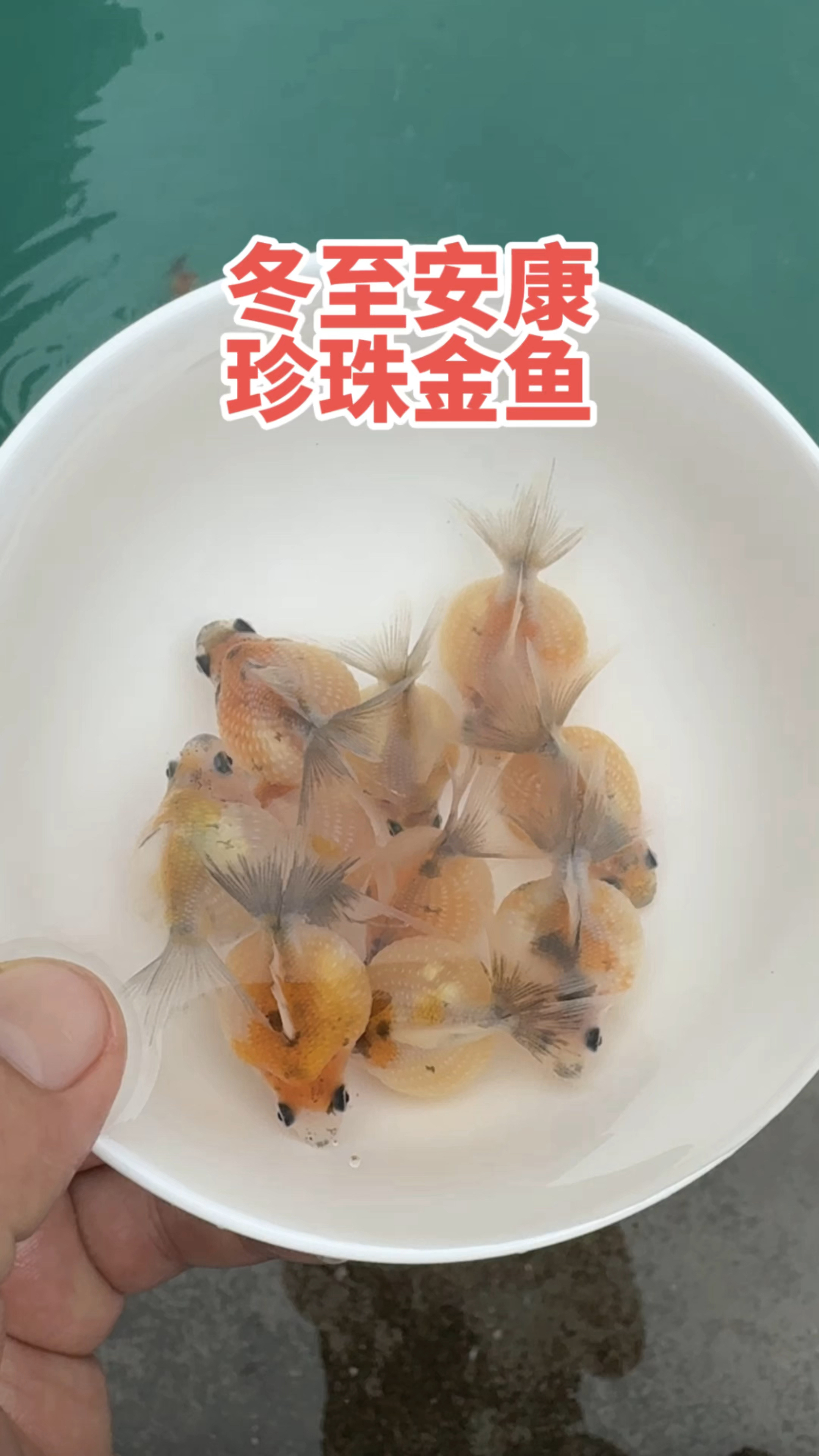 冬至安康请大家吃汤圆鱼珍珠金鱼