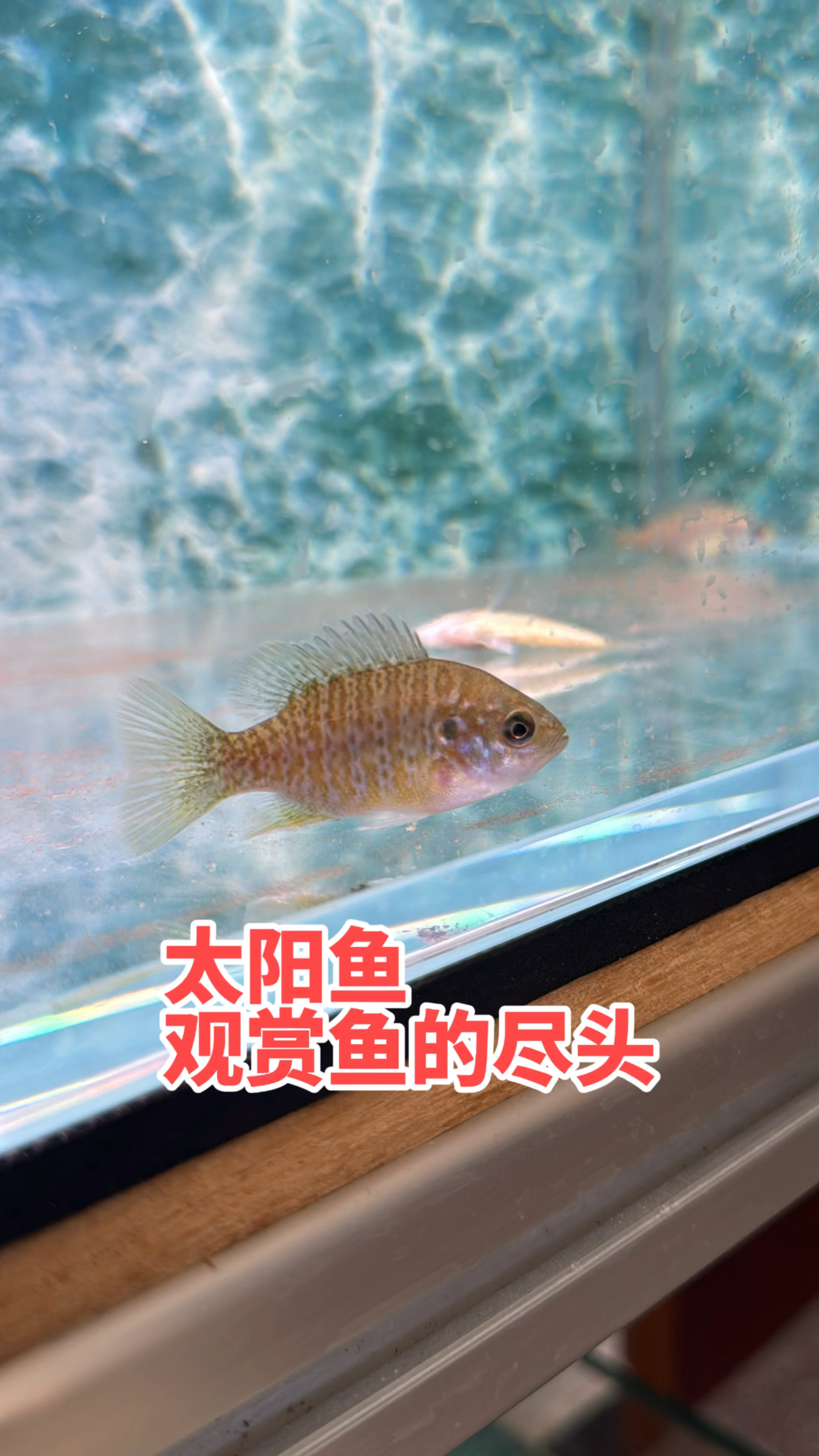 观赏鱼的尽头居然是食用鱼，太阳鱼的饲养