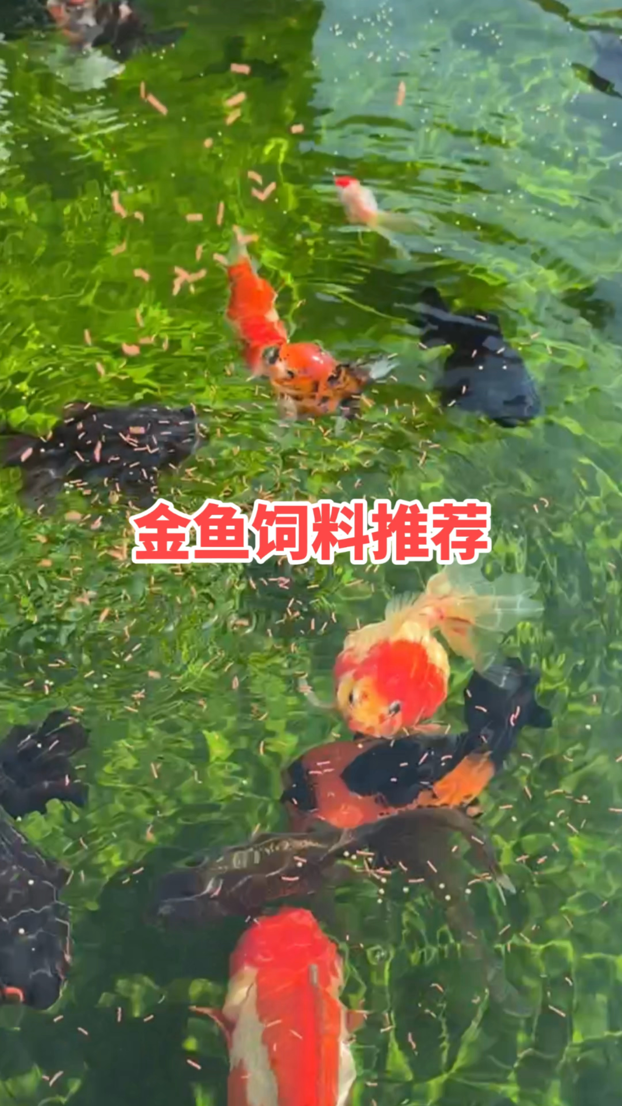 好的金鱼饲料推荐
