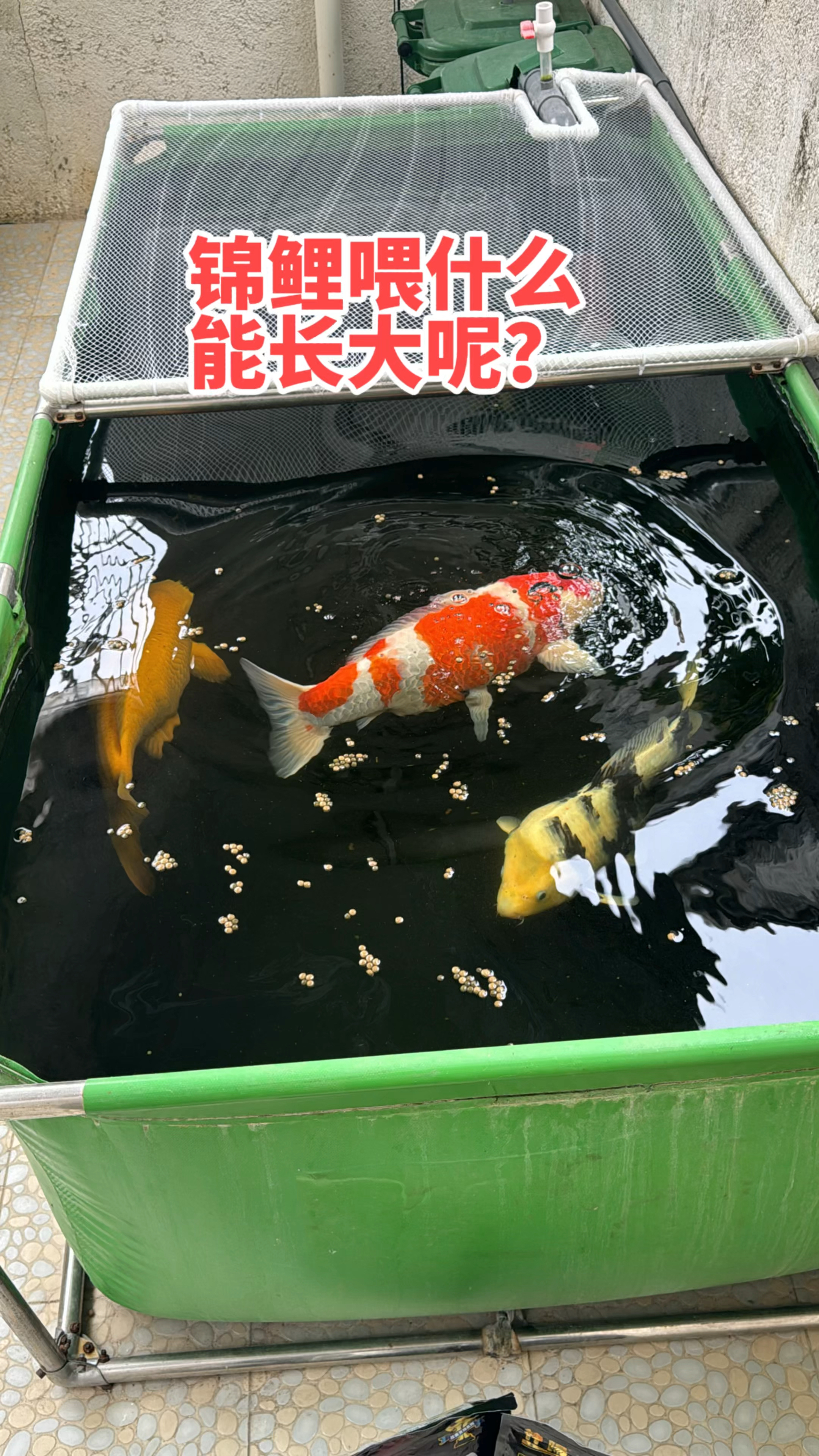 锦鲤喂什么饲料长得快？
