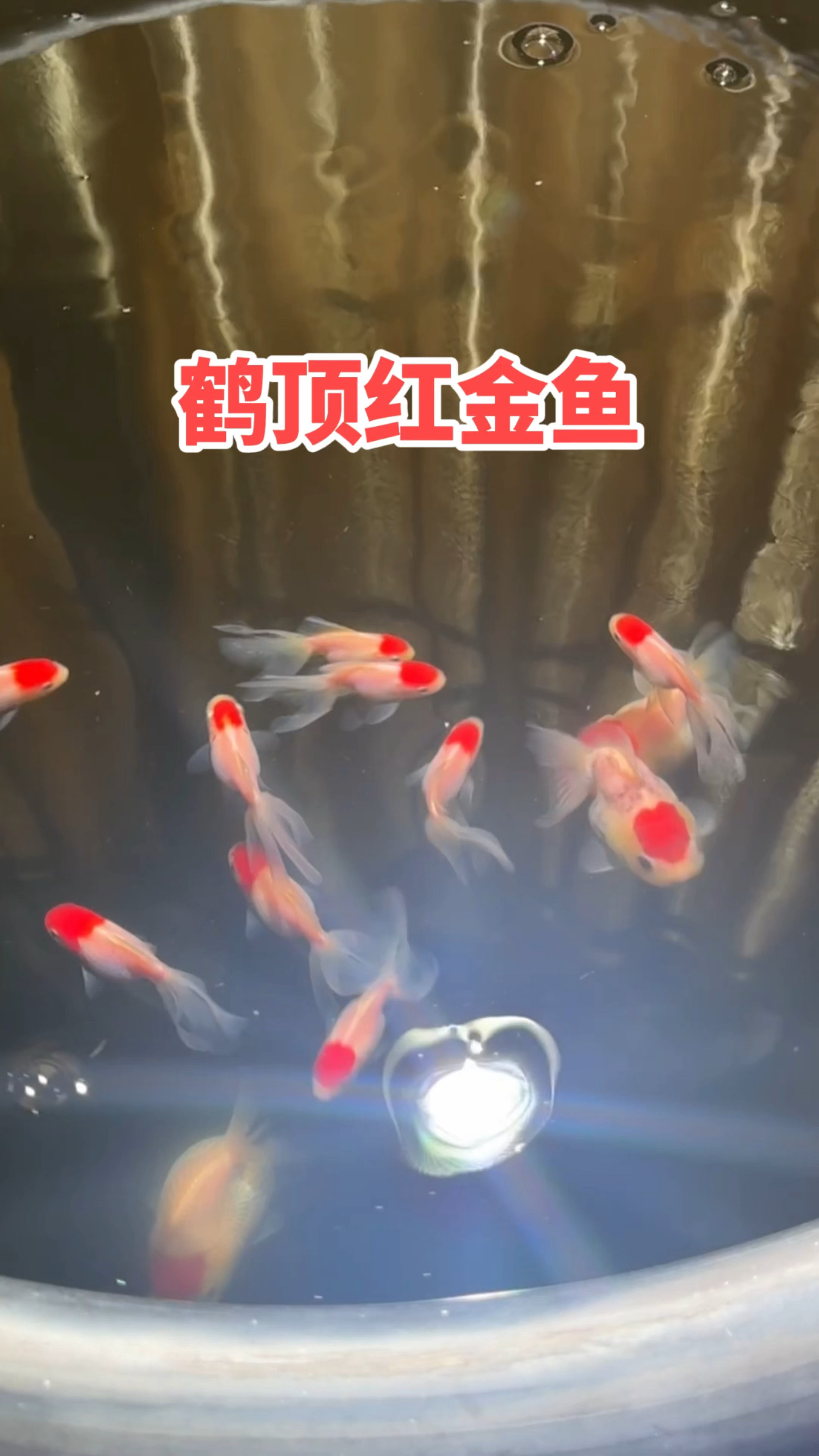 养鱼新手推荐饲养鹤顶红金鱼