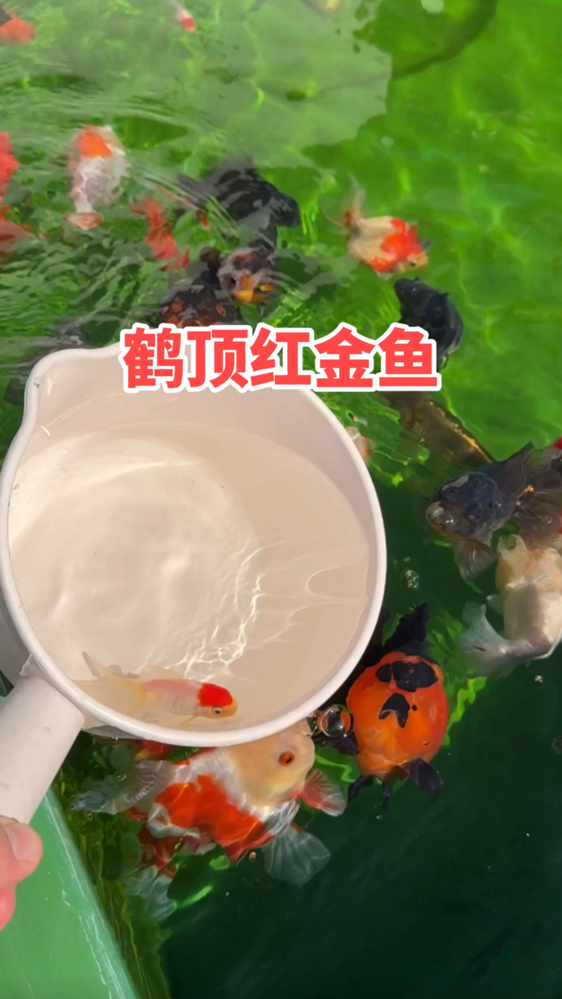 鹤顶红金鱼是金鱼中最耐看的品种