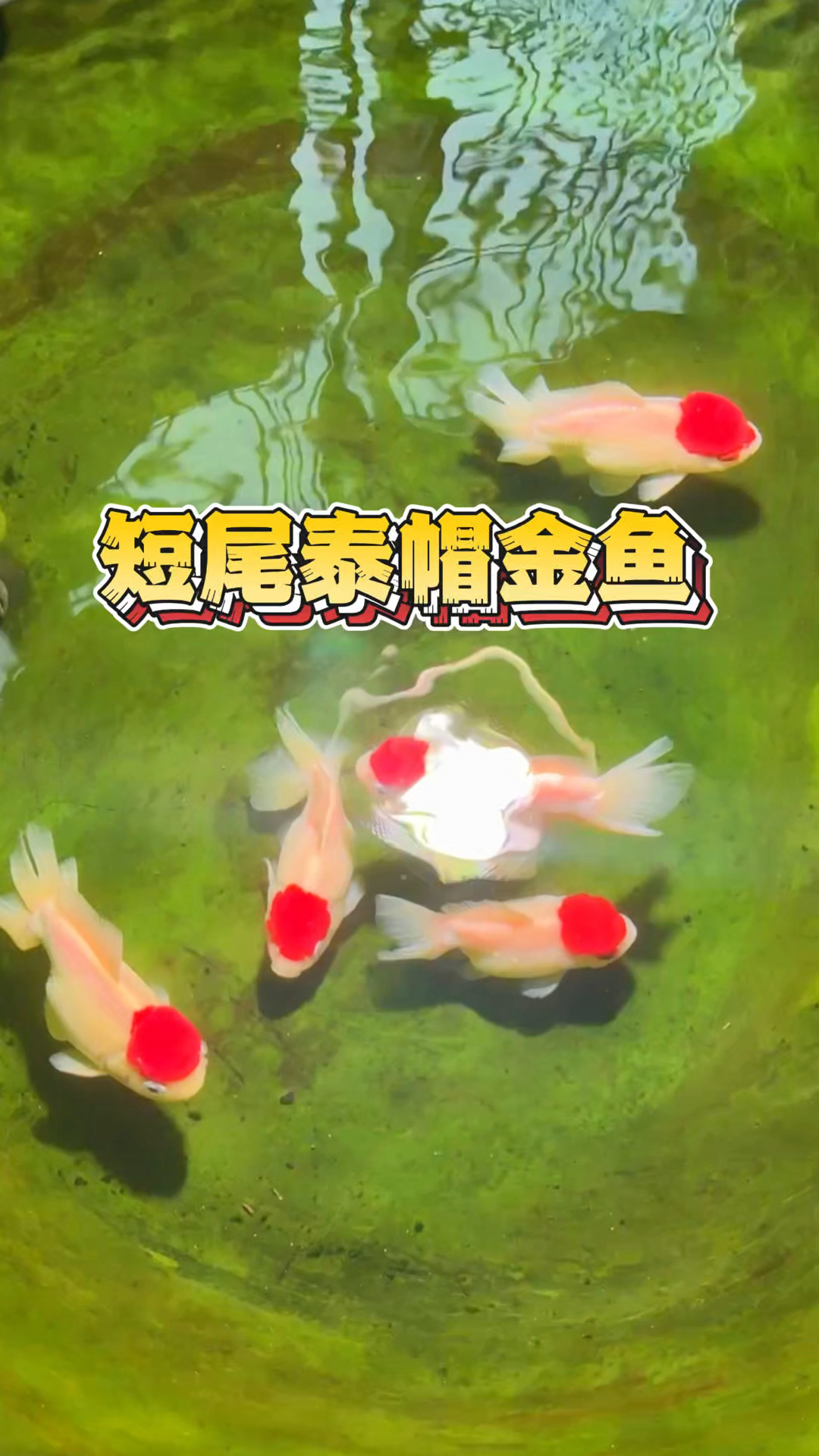 短尾泰帽金鱼,红顶金鱼