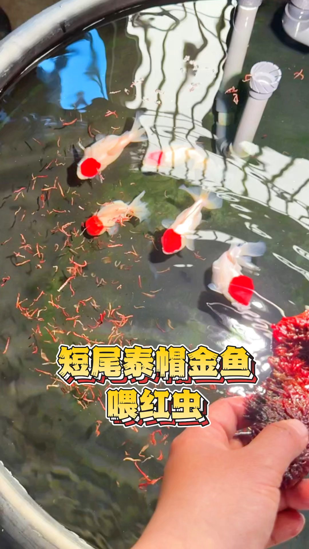 给短尾泰帽金鱼喂红虫鱼粮