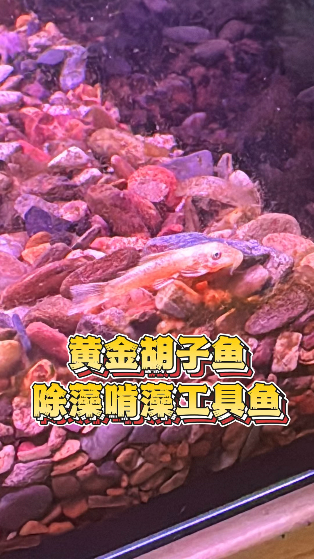 黄金胡子鱼除藻能力真的很厉害
