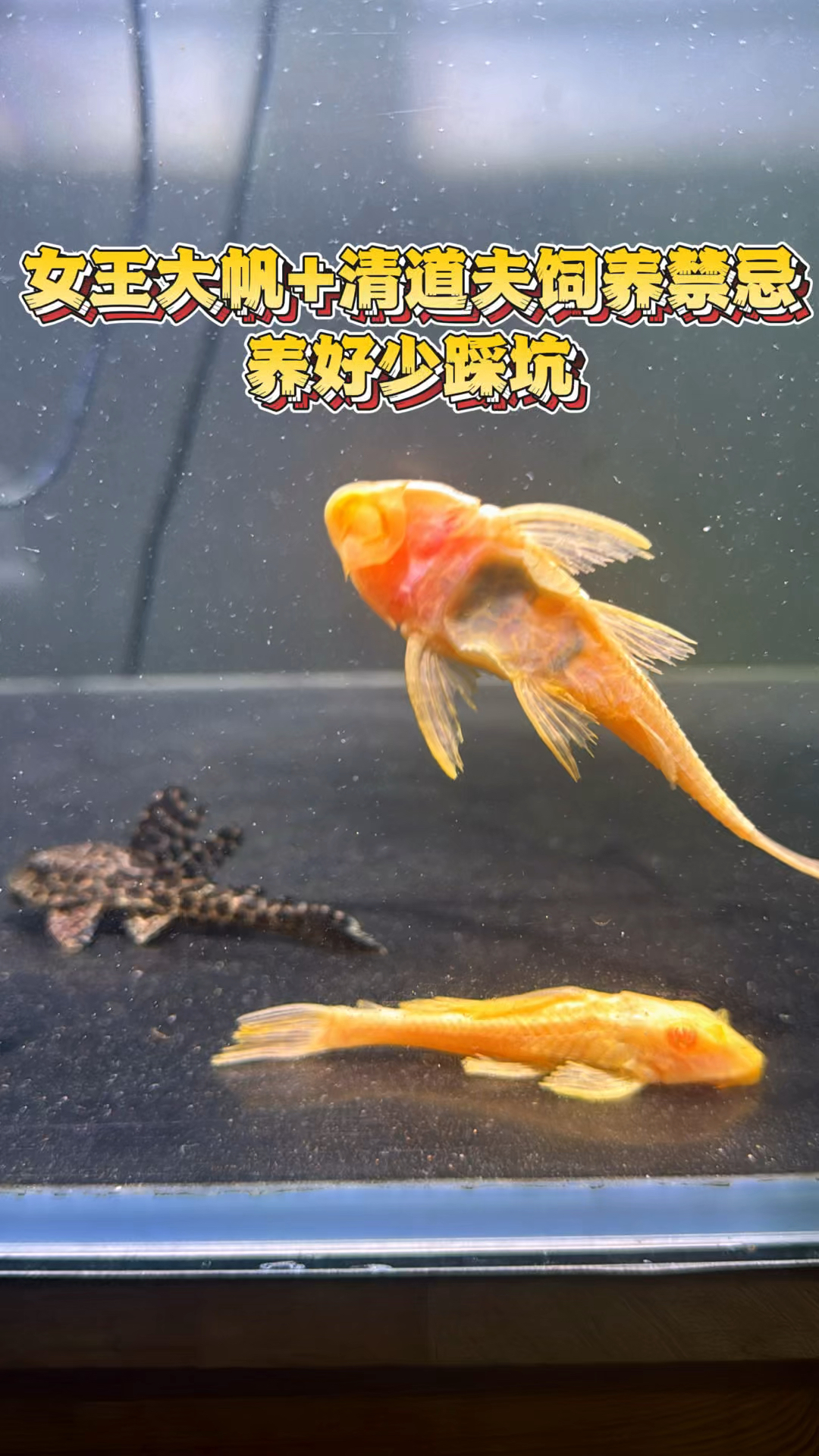 女王大帆和豹纹清道夫的饲养技巧