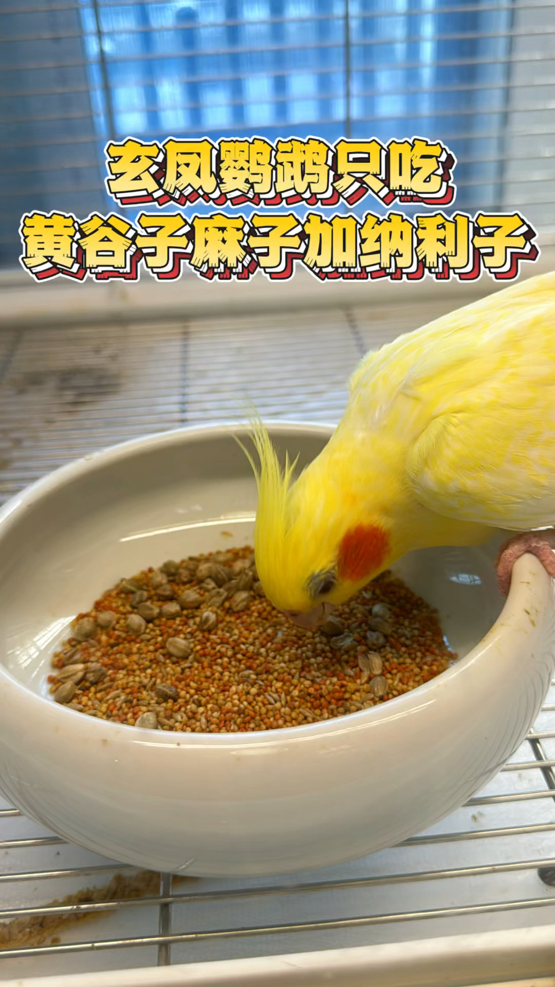玄凤鹦鹉吃什么好呢？