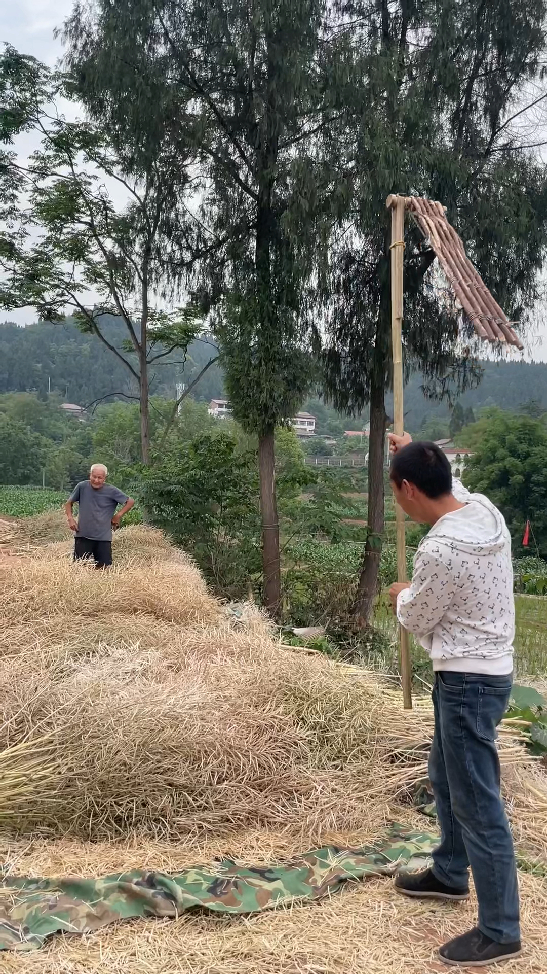 传统的连枷脱粒,你那里还有人用吗?打油菜籽准备榨菜籽油