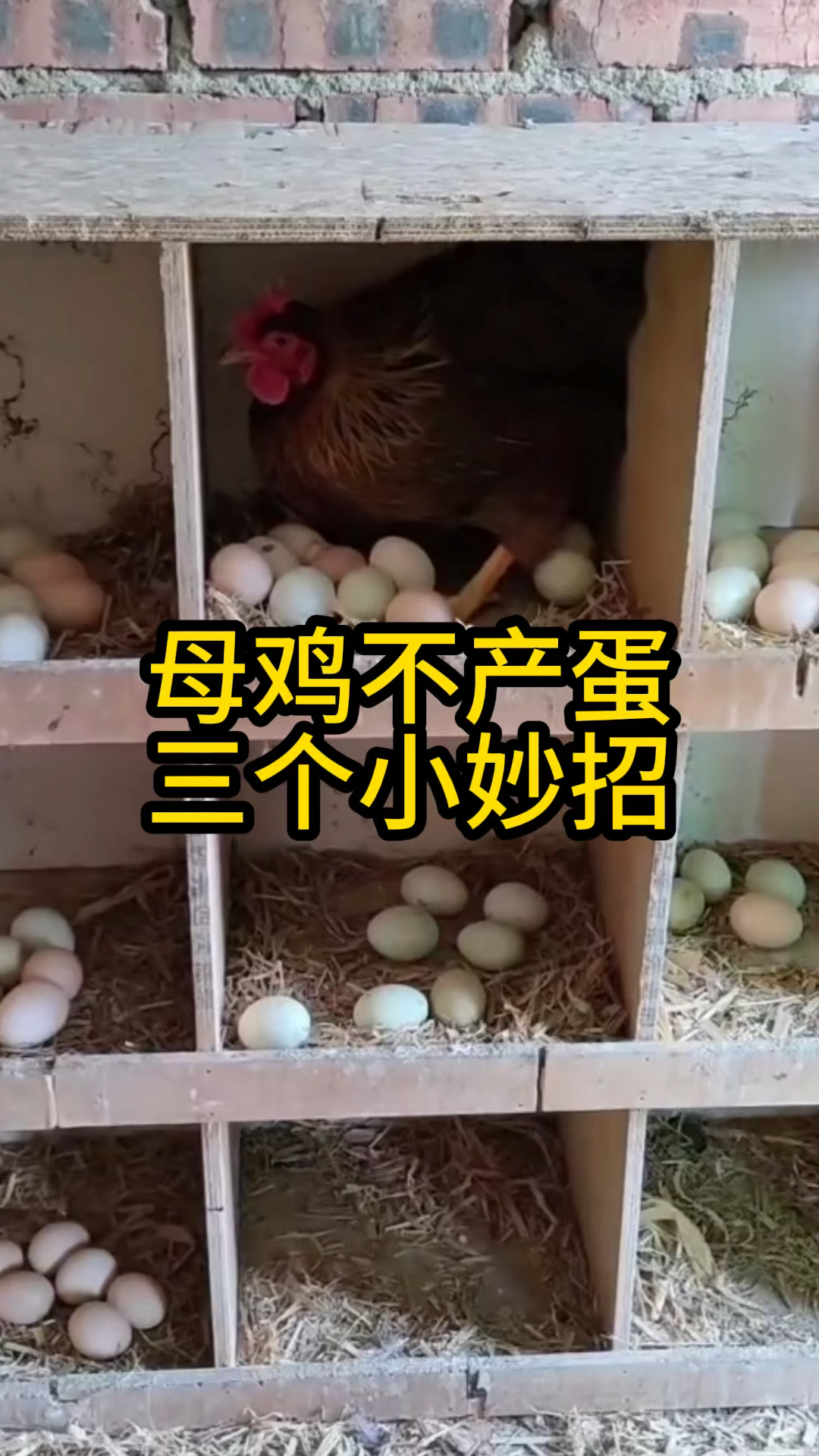 母鸡不产蛋三个小妙招