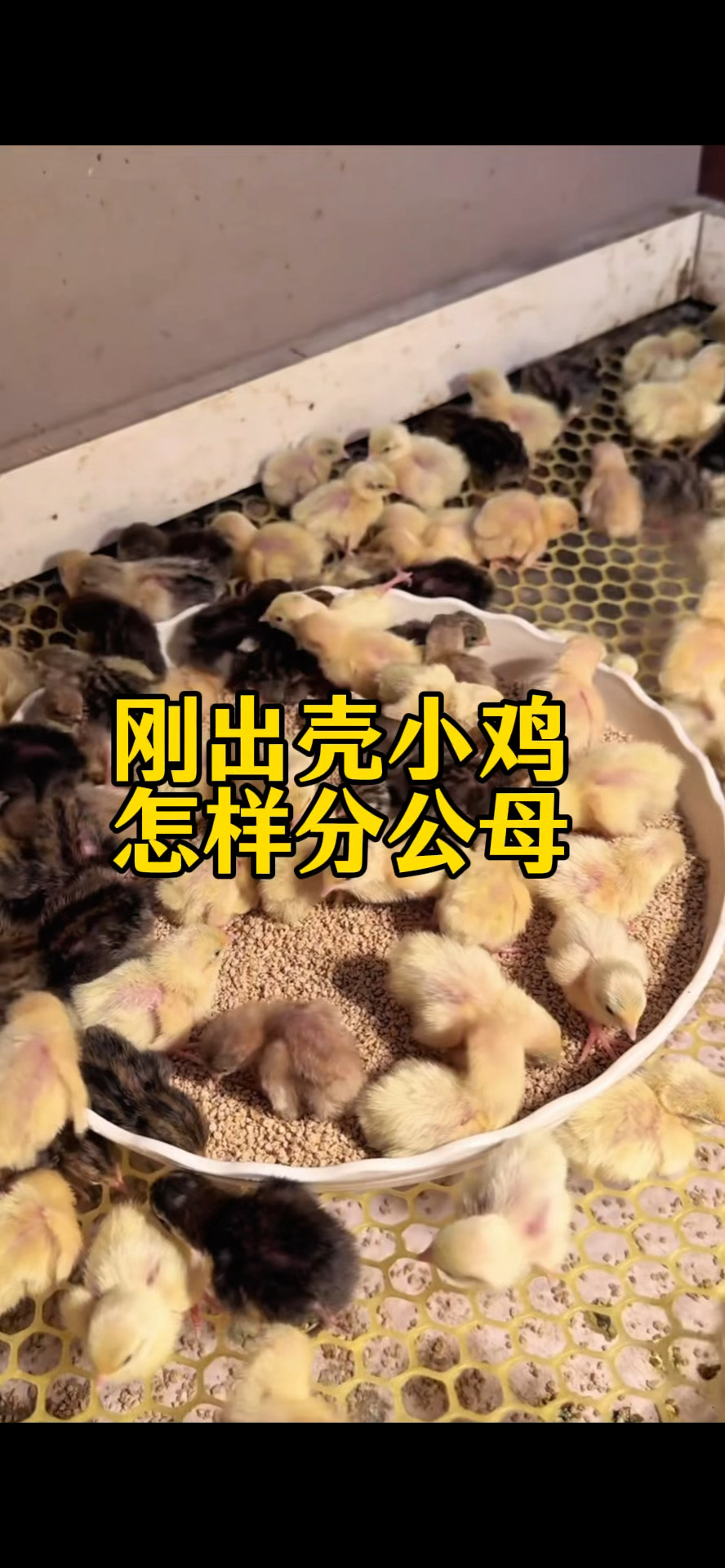 刚出壳小鸡怎样分公母