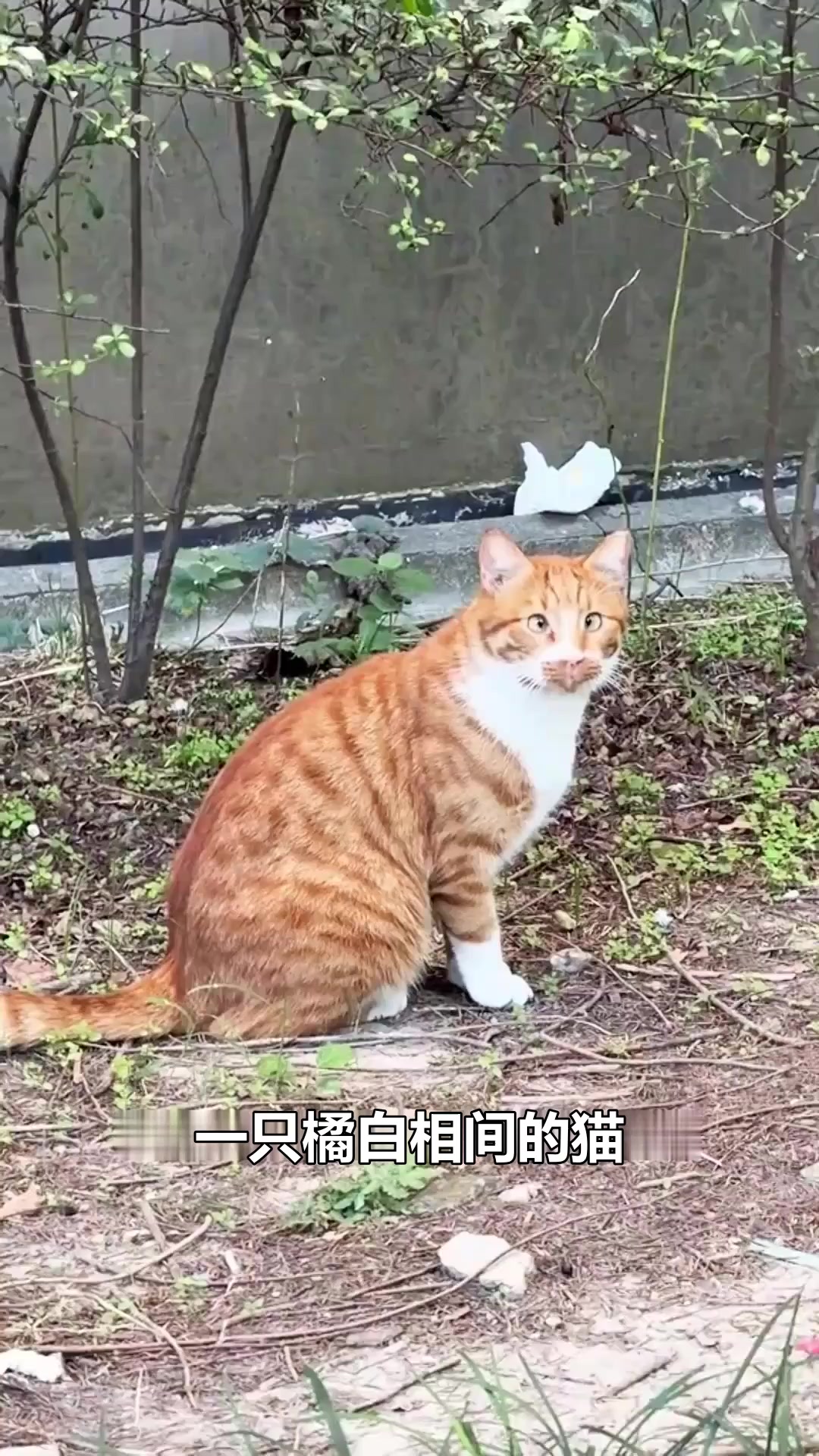 这只橘猫天生自带斗鸡眼，呆萌的神态简直是行走的表情包！