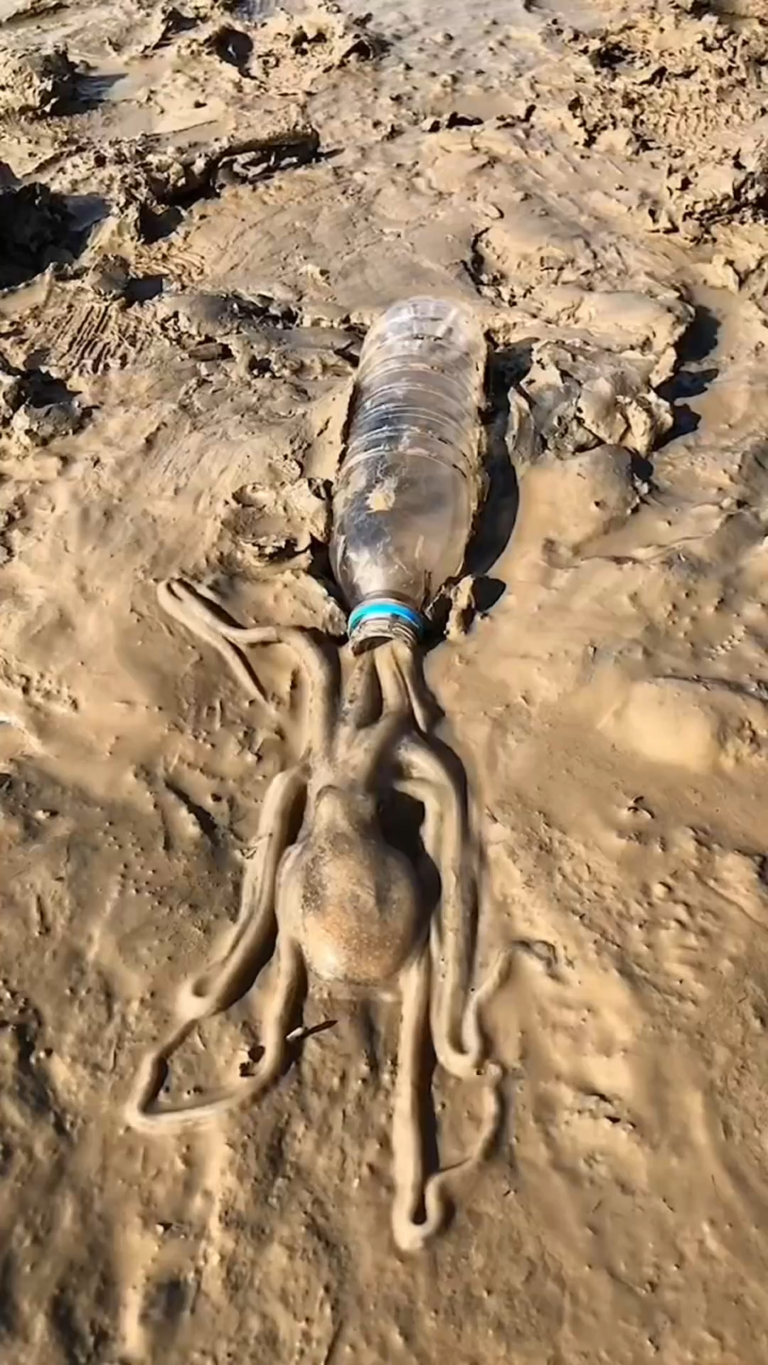 章鱼的身体结构奇特,可以轻松钻进水瓶中!