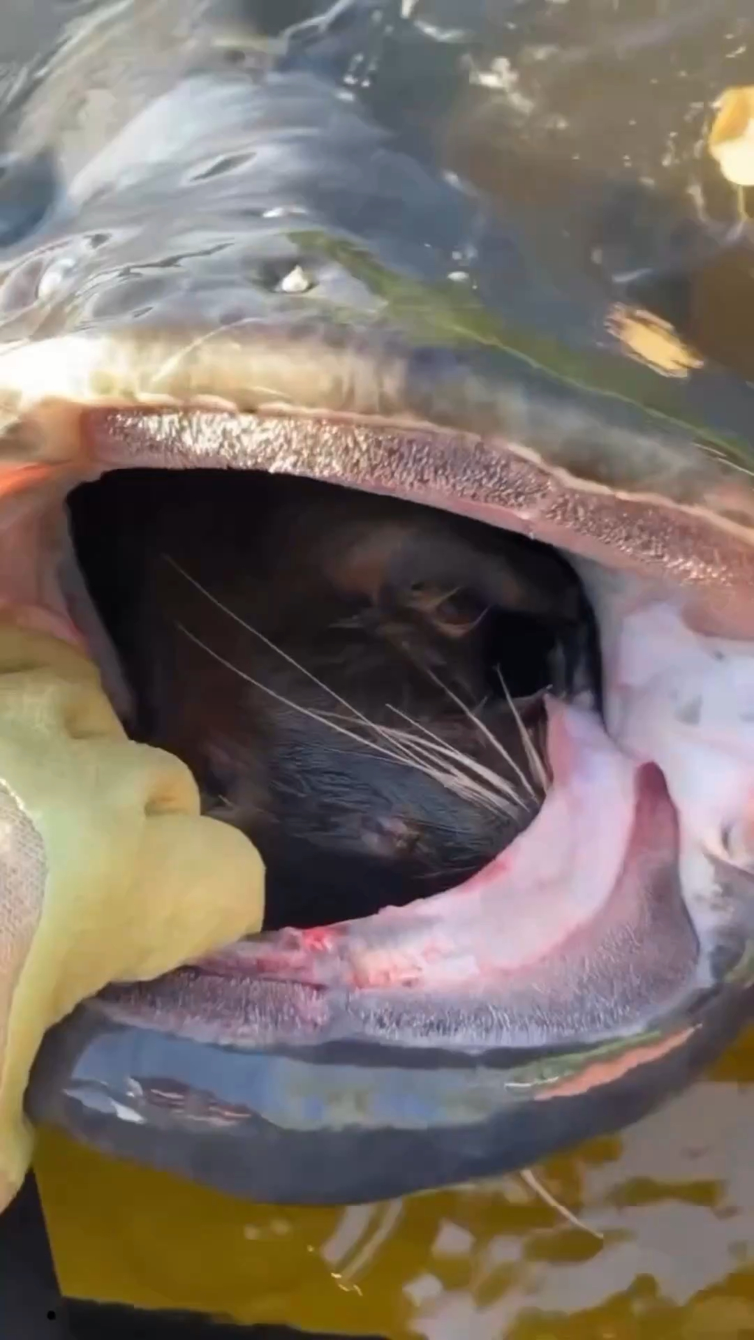 大鲶鱼的嘴里有一只水豚!