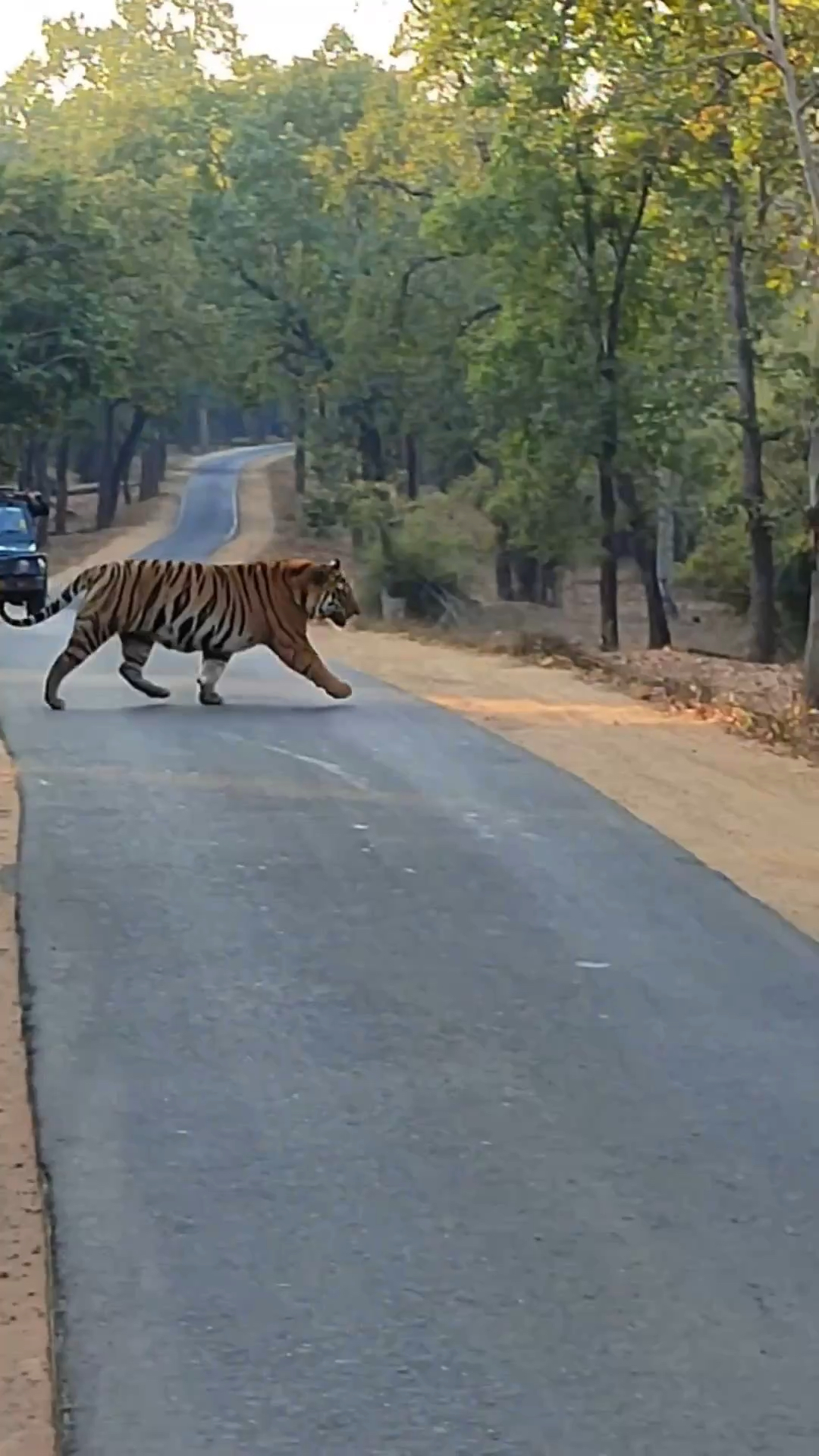 一只肌肉十分发达的老虎!