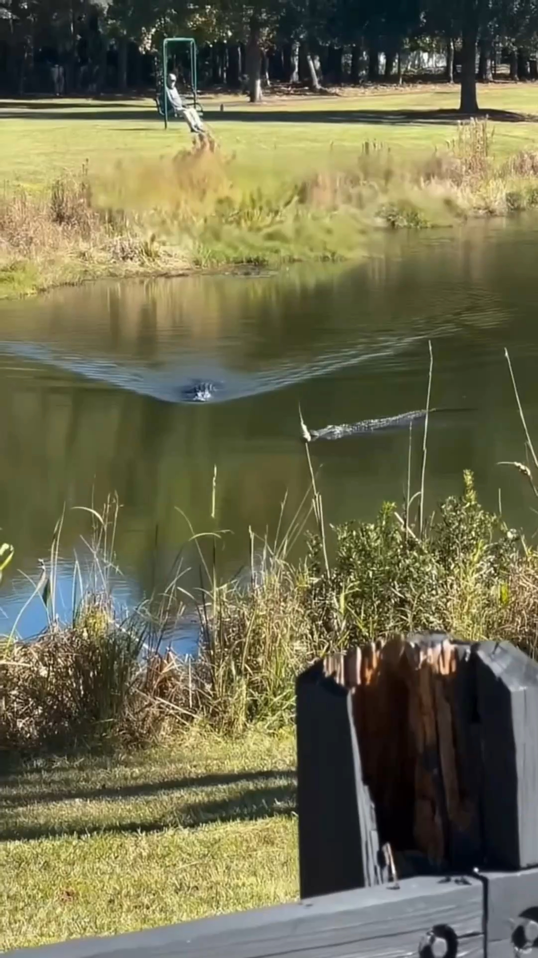 大鳄鱼捕杀小鳄鱼吃!