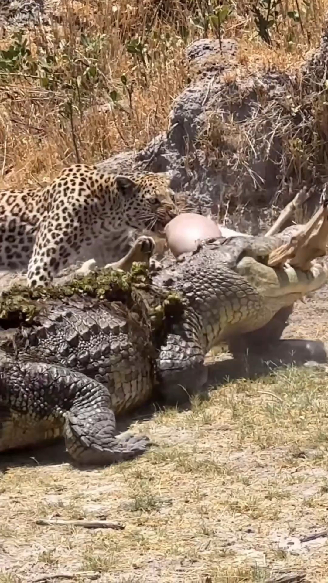 尼罗鳄霸气地抢走花豹的食物!