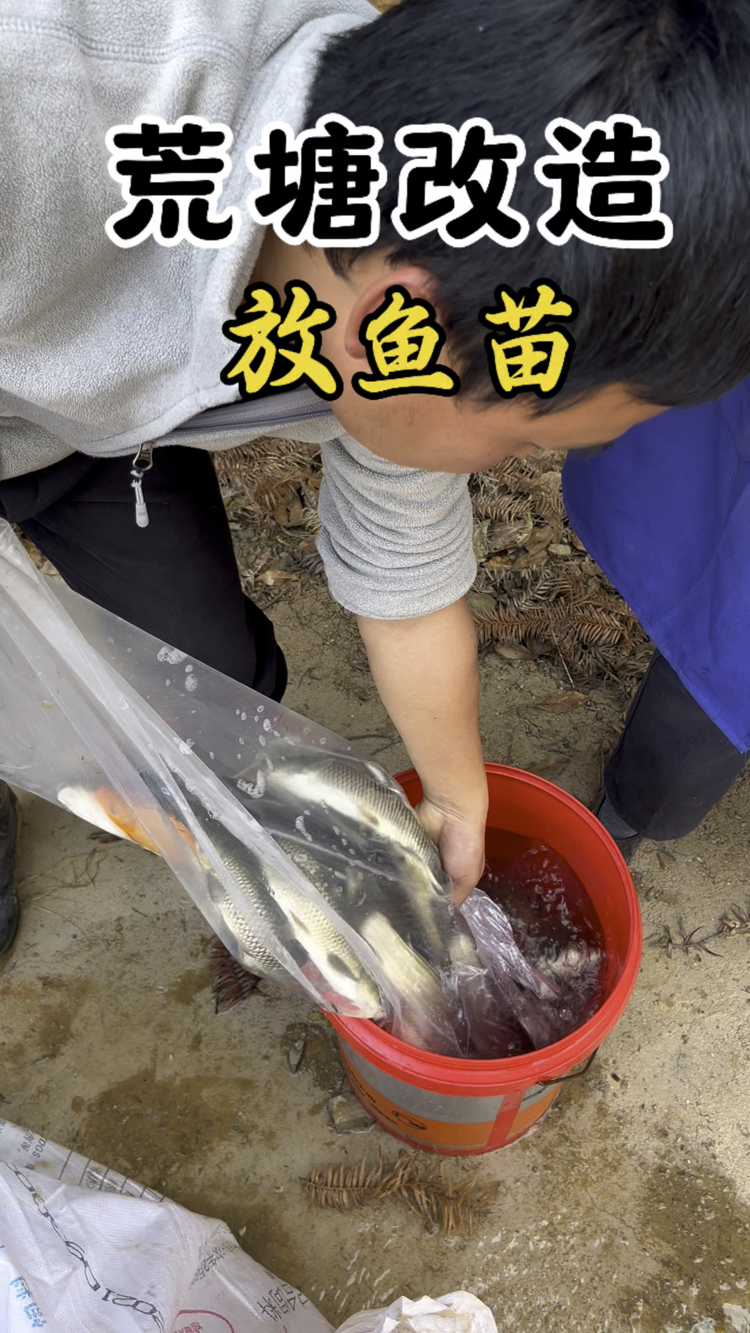 生态鱼塘开始放鱼了,大家觉得这个2亩鱼塘,这样鱼种配比怎么样
