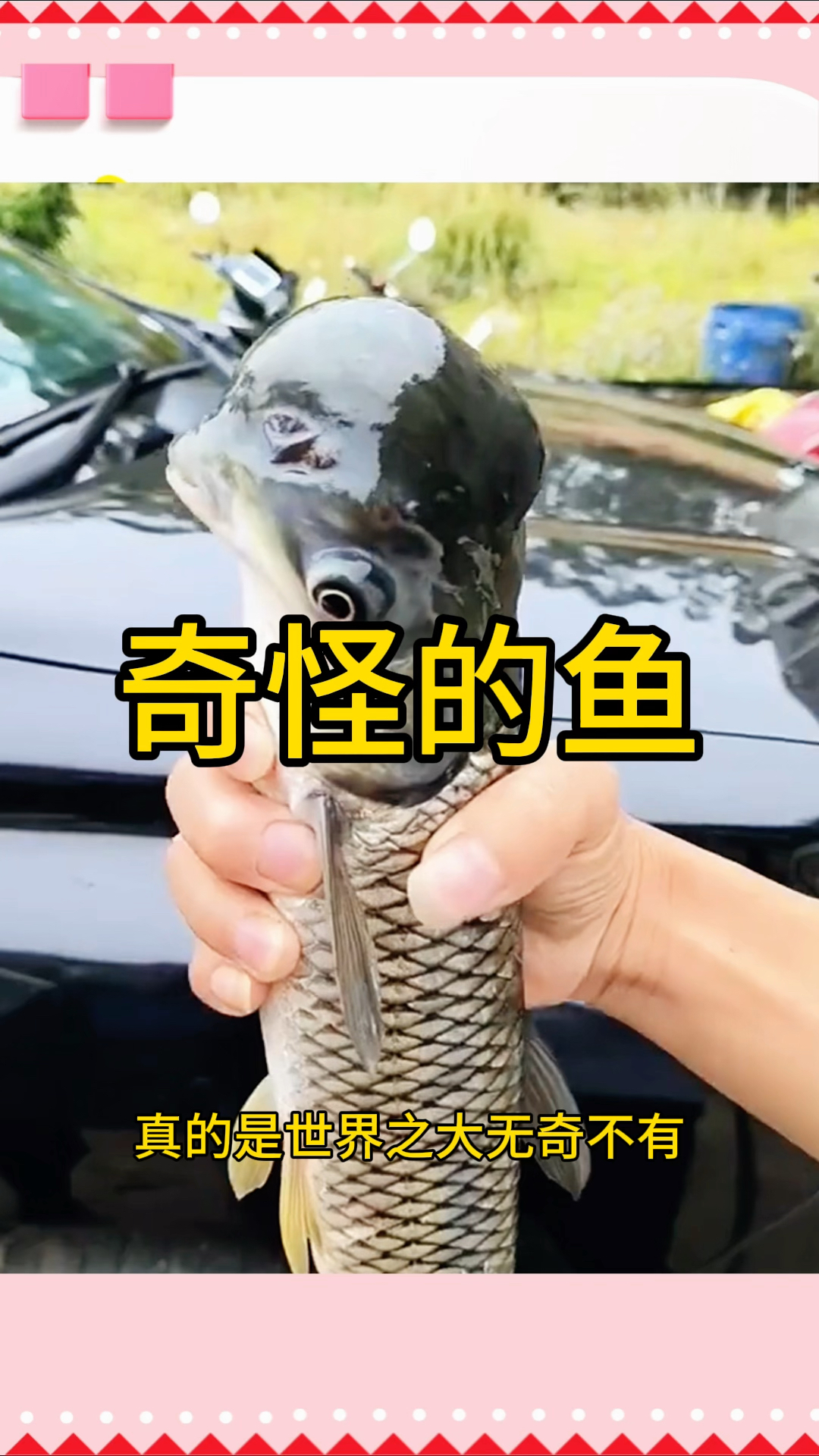 奇怪的鱼,居然有一个大脑门