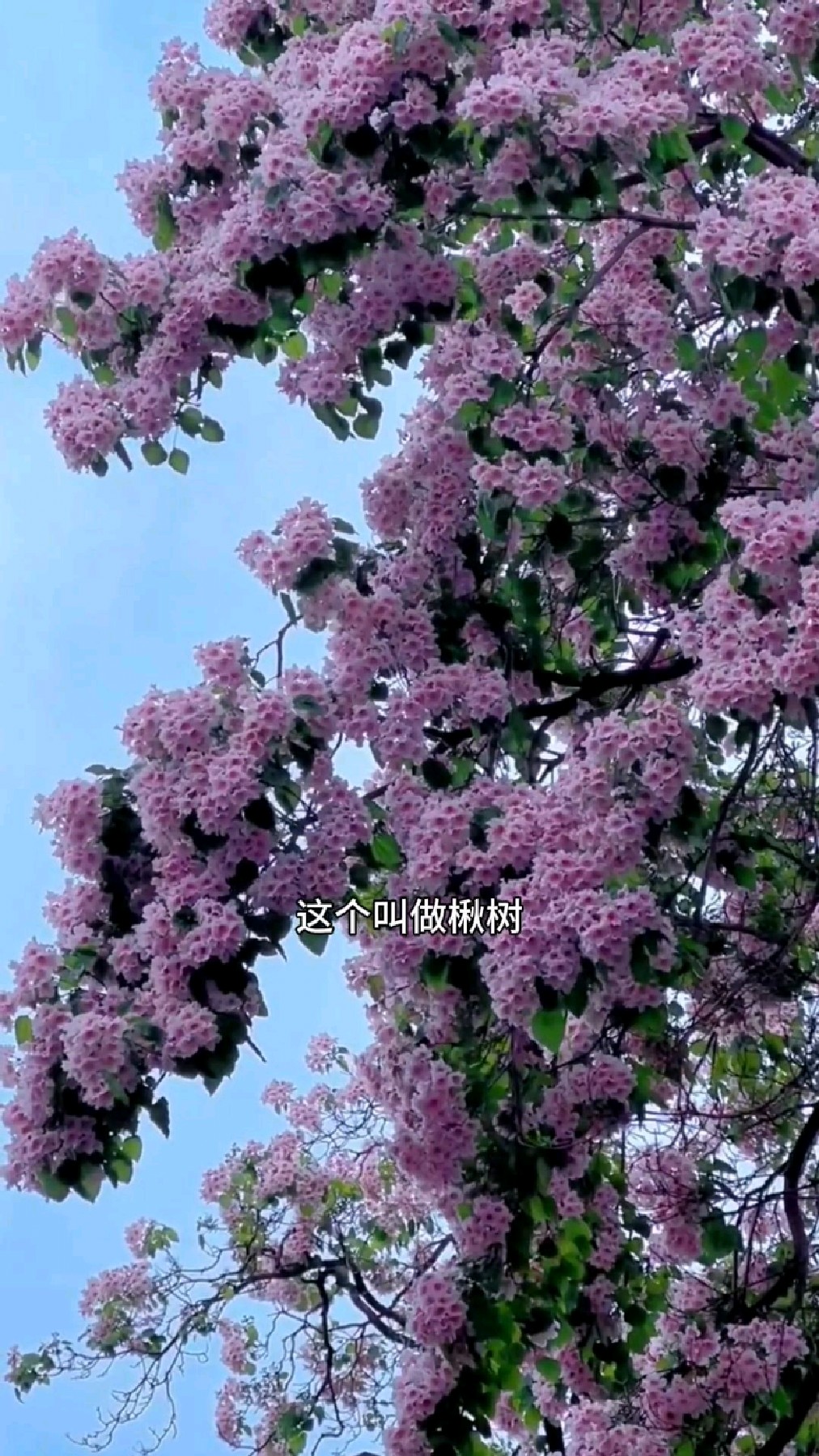 路边楸树上挂满绳子,那是它的豆荚,大鱼海棠里的楸也许就是他