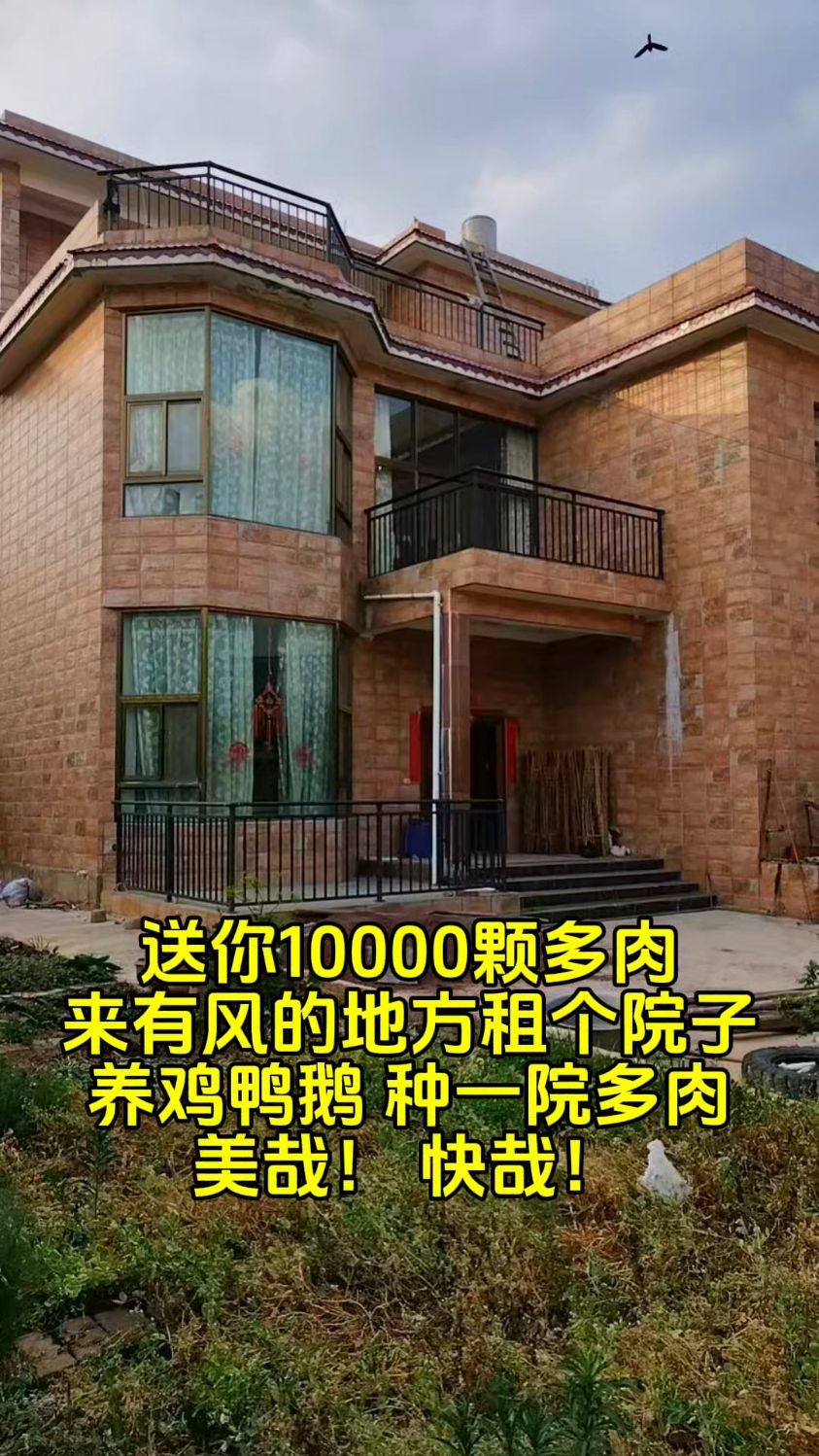 奔赴有风小院,认领万株多肉,沉浸式当“多肉富翁”