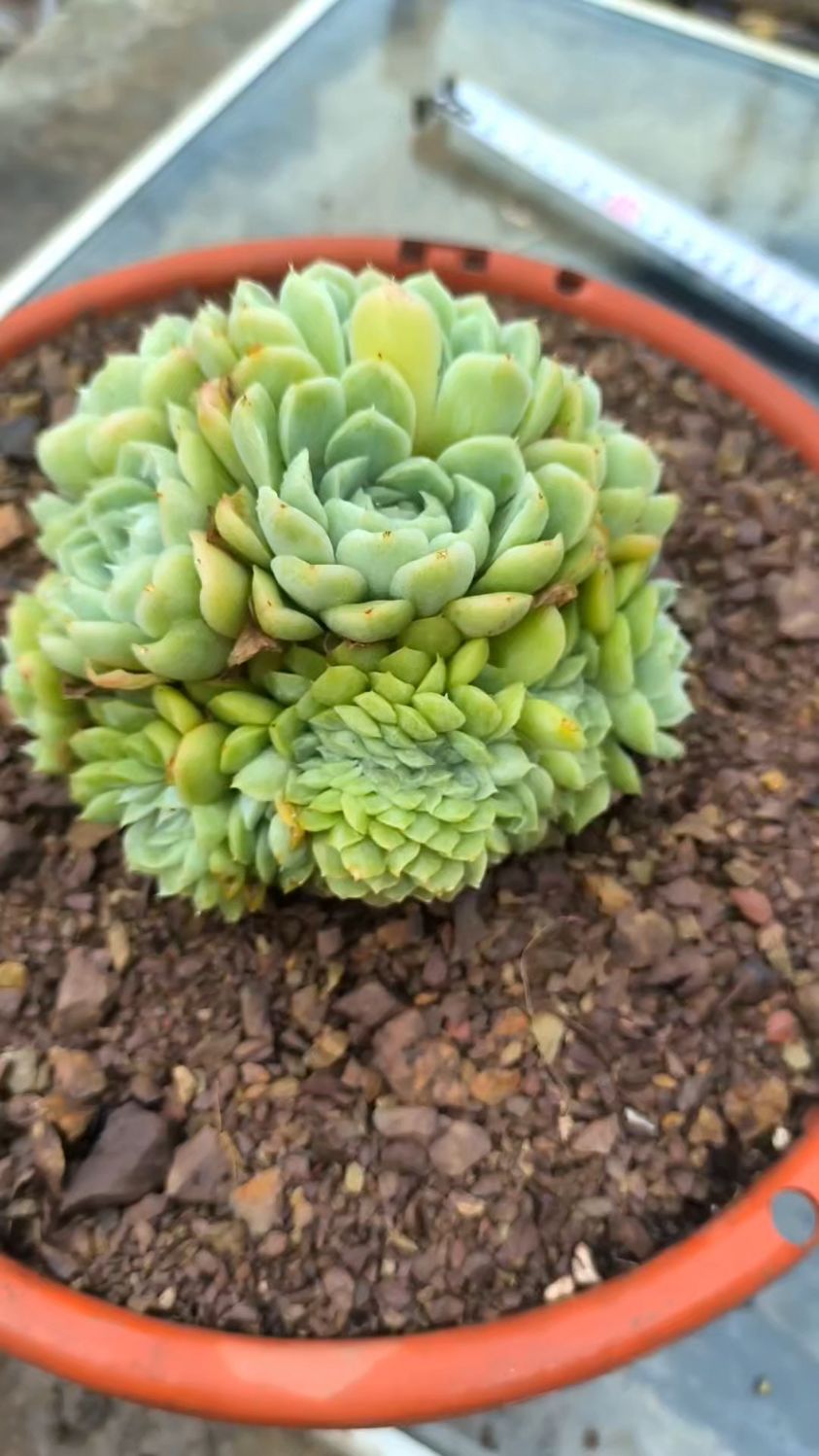 白月影多肉,养着养着就缀化了