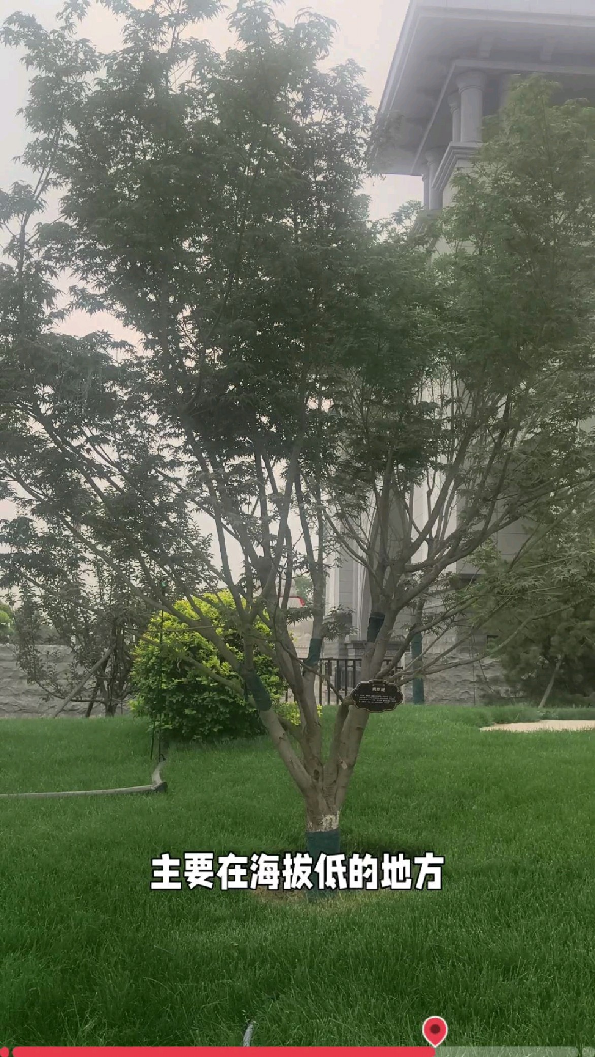 鸡爪槭在园林艺术里起到很重要的造型!