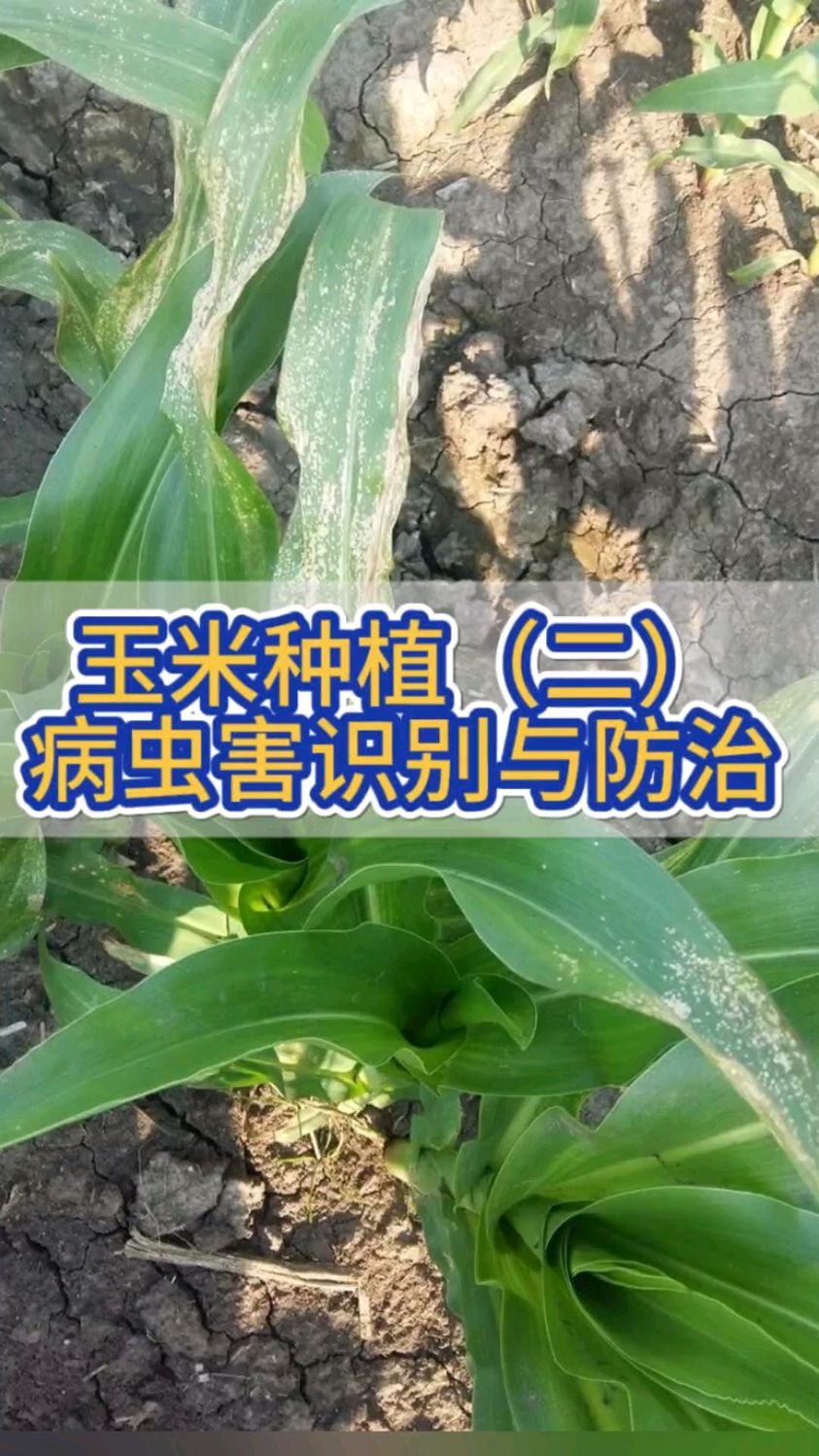 玉米种植病虫害防治