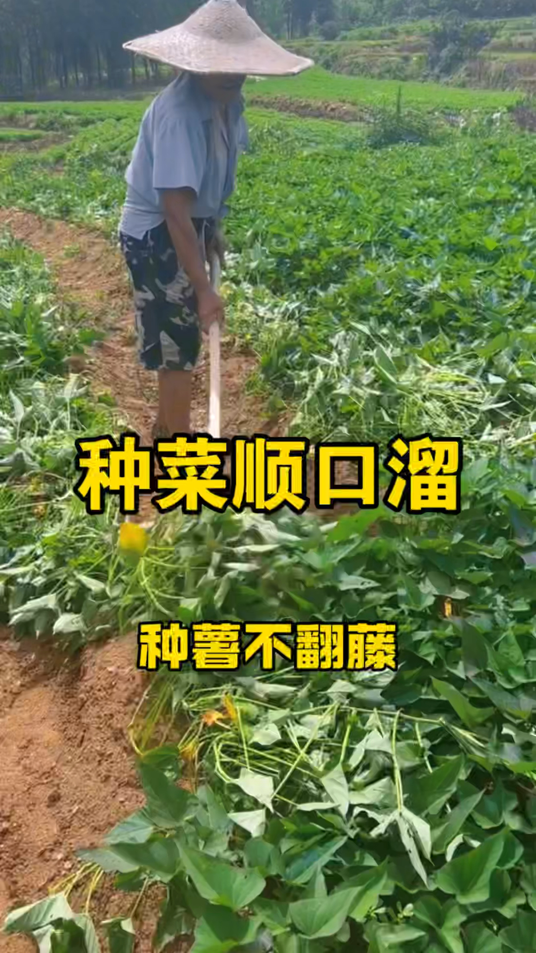 种菜顺口溜 学会了你也是种菜高手！
