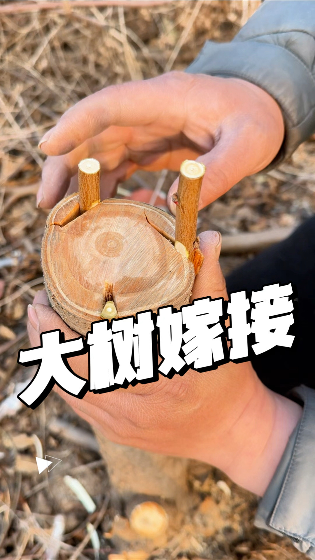 大树春季,如何嫁接,2种嫁接方法