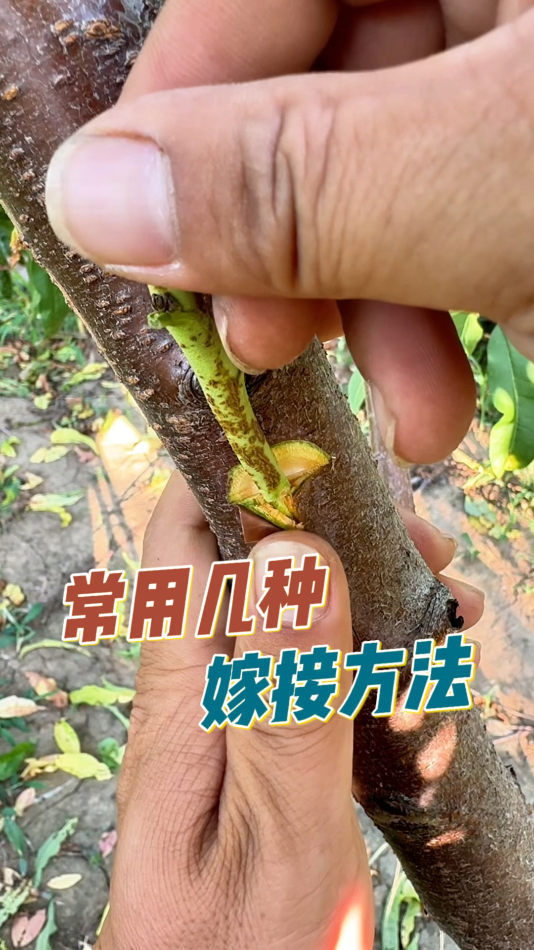 常用的几种,果树嫁接方法分享