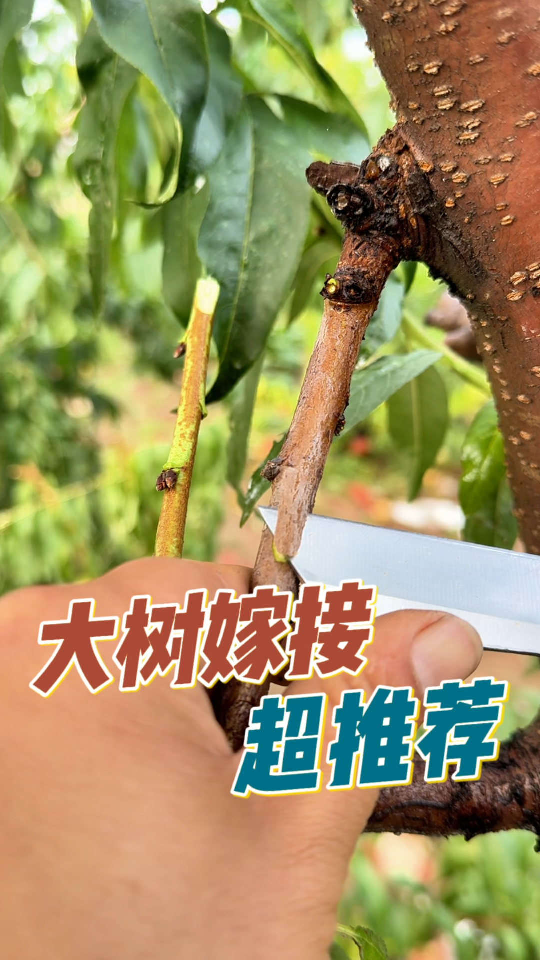 大树嫁接方法分享,超推荐
