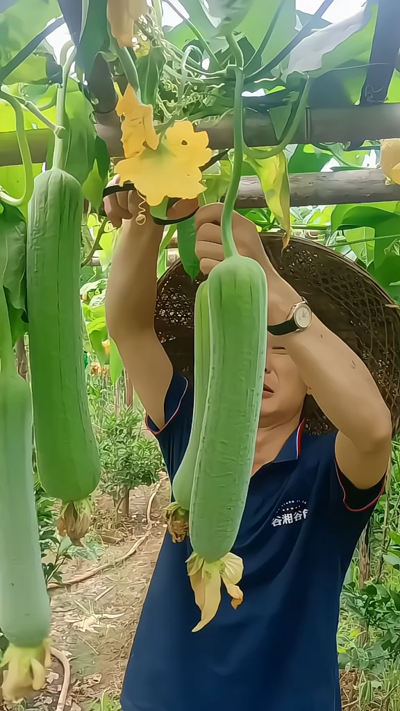 高产特大肉丝瓜秧苗适合春天种的菜苗四季蔬菜苗大全秧苗