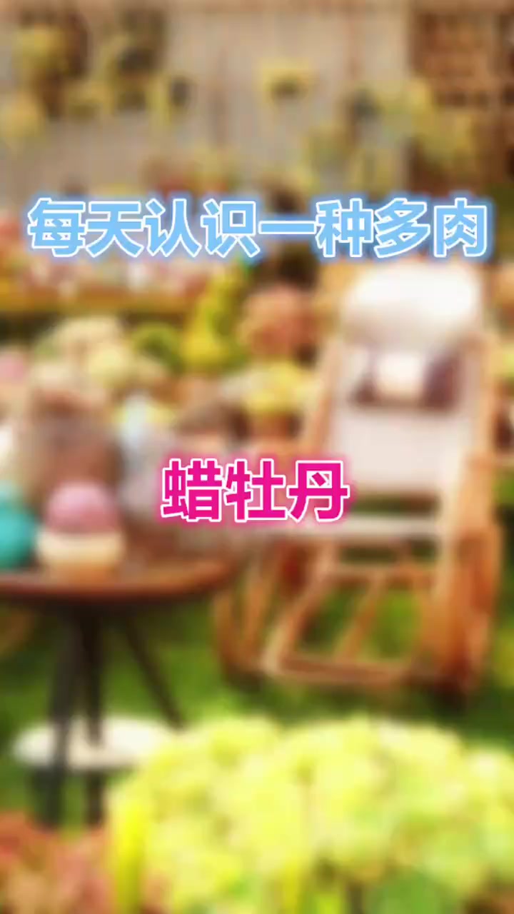 羽安讲多肉：蜡牡丹