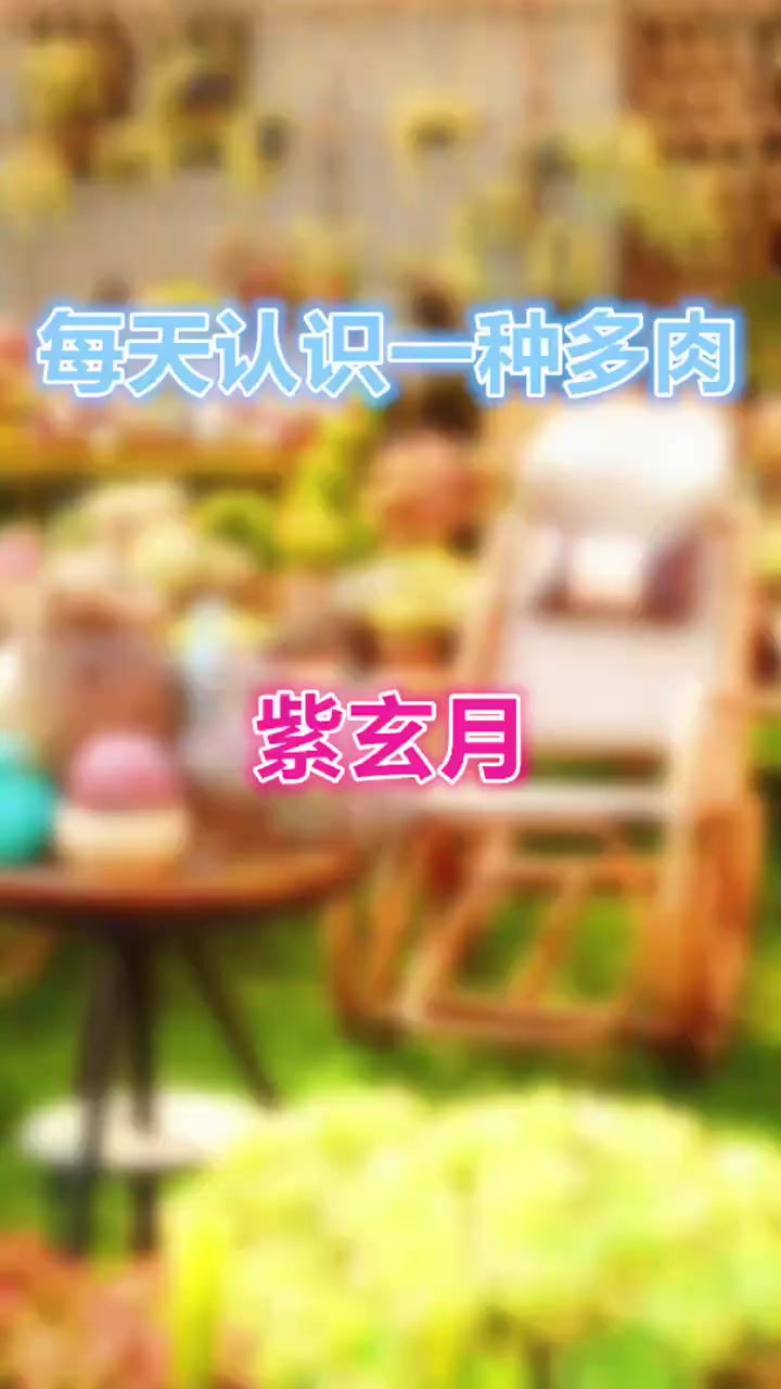 羽安讲多肉：紫玄月